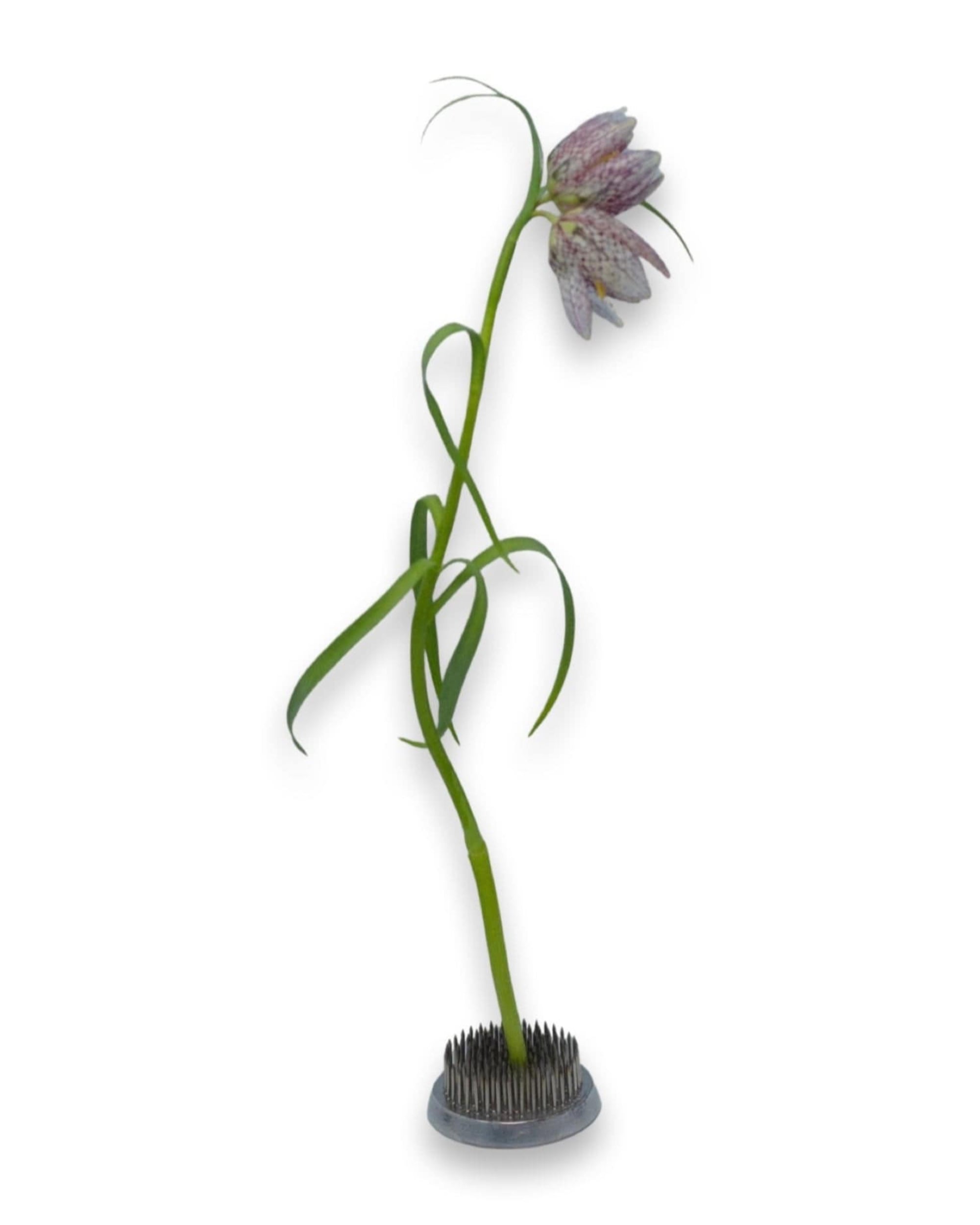 Kenzans – La Bomba Floristry