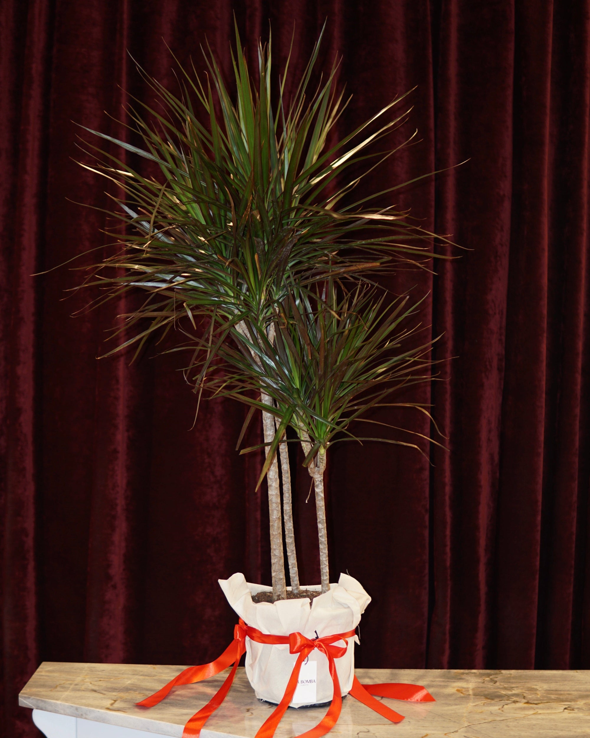 dracaena canada Dracaena Potted Green – La Bomba Floristry