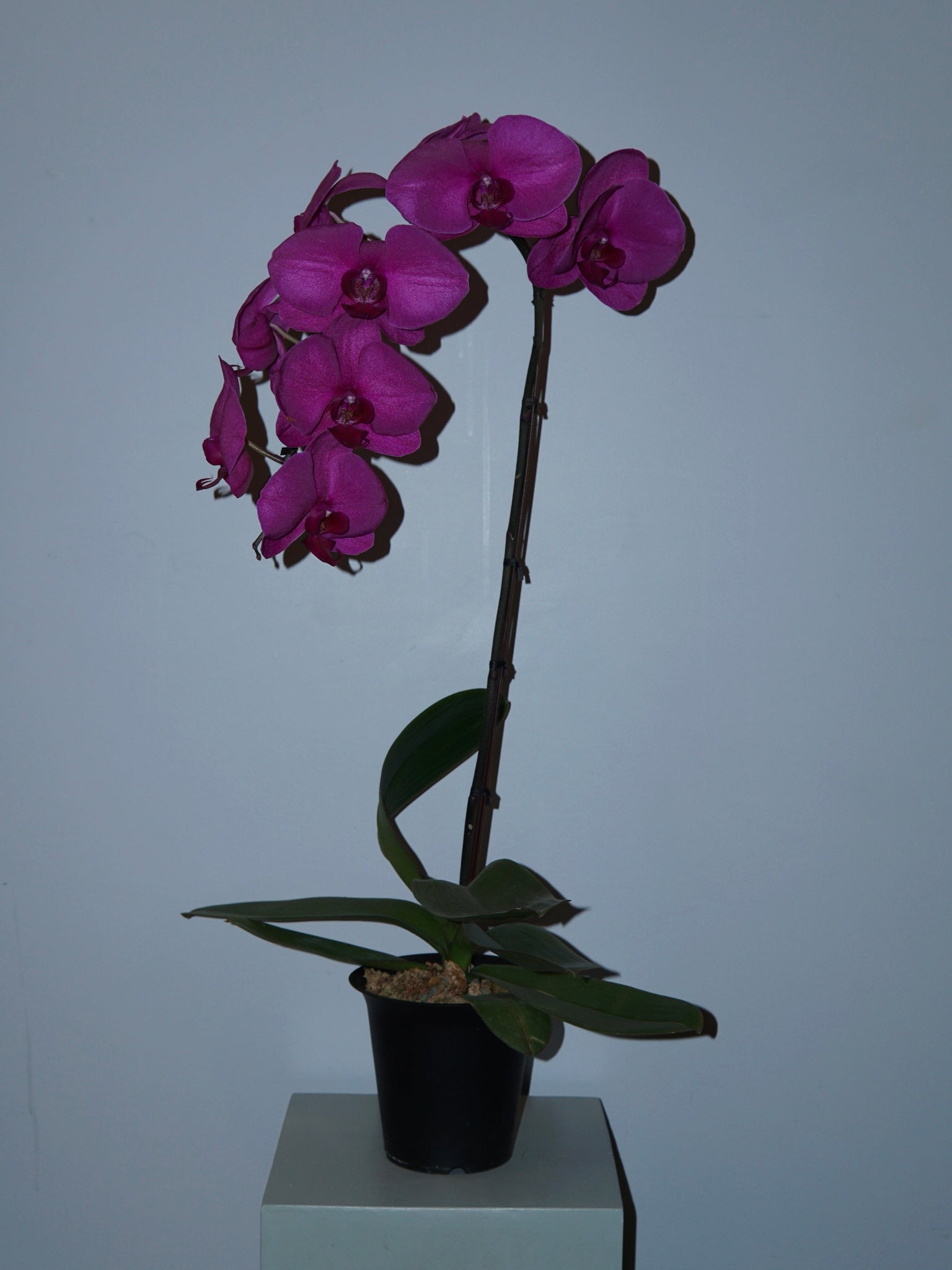 La Bomba Floristry Pink Phaleonopsis Orchid - Potted La Bomba Floristry Vancouver Canada