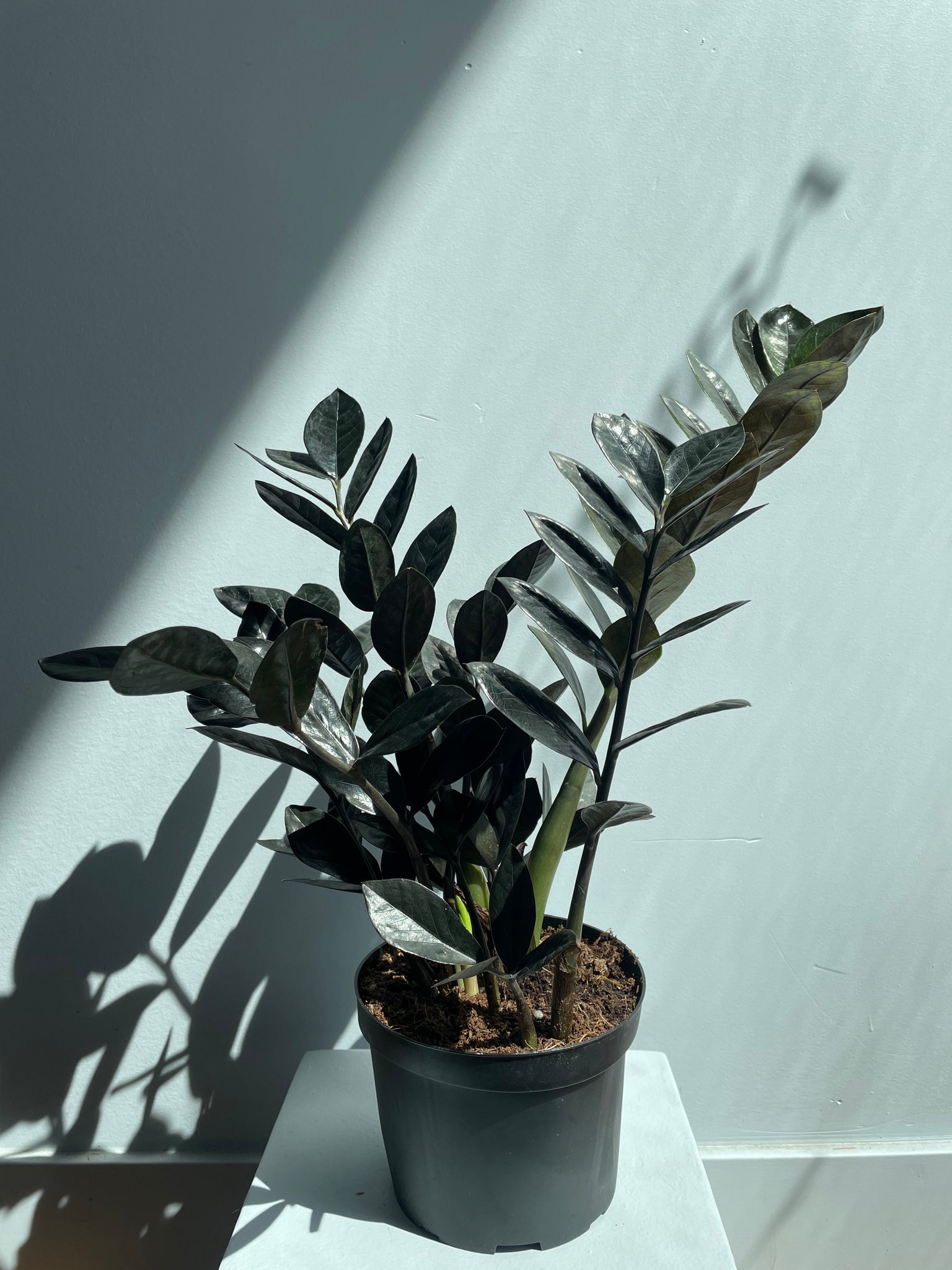Zamioculcas - Potted