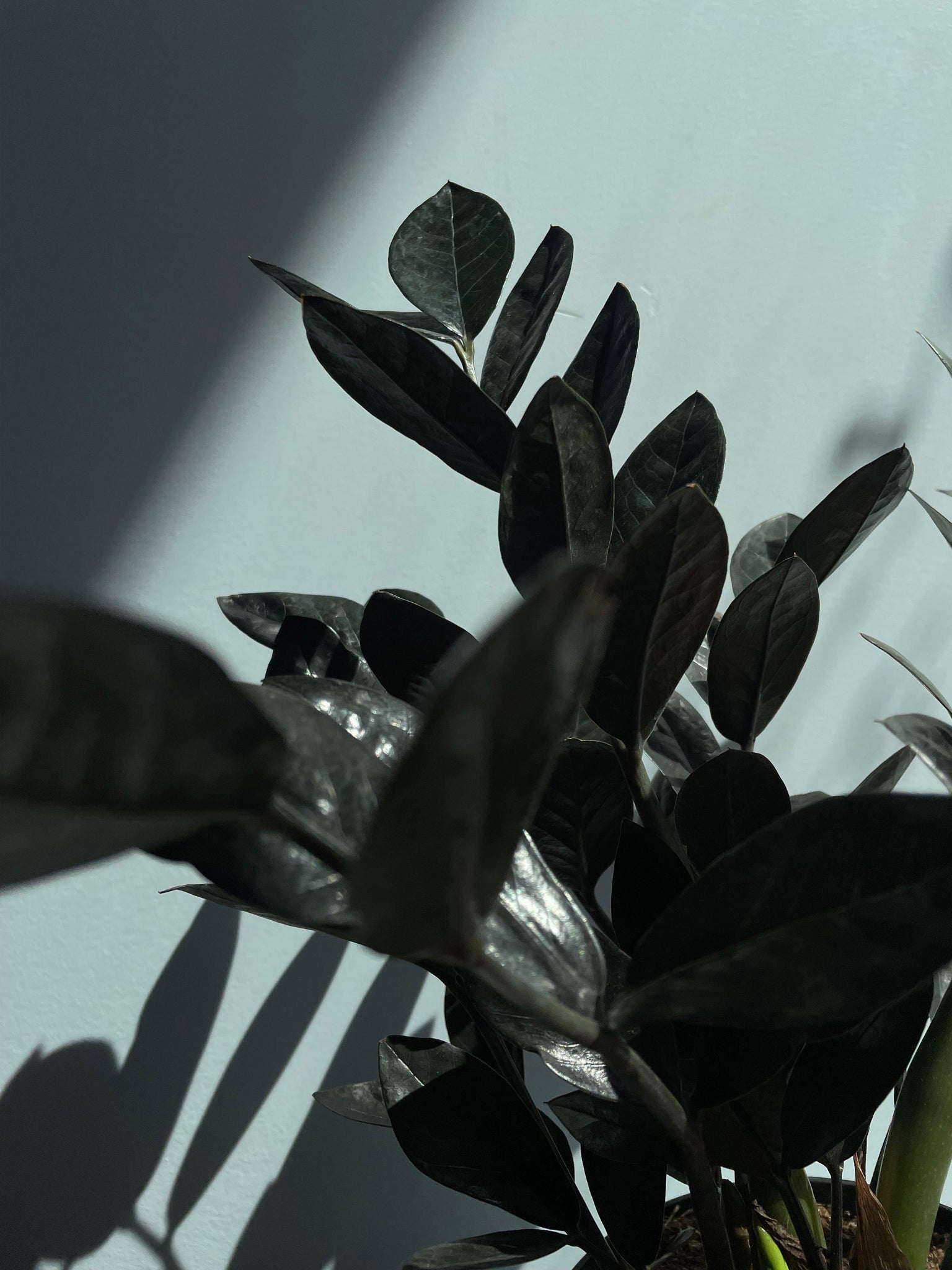 Zamioculcas - Potted