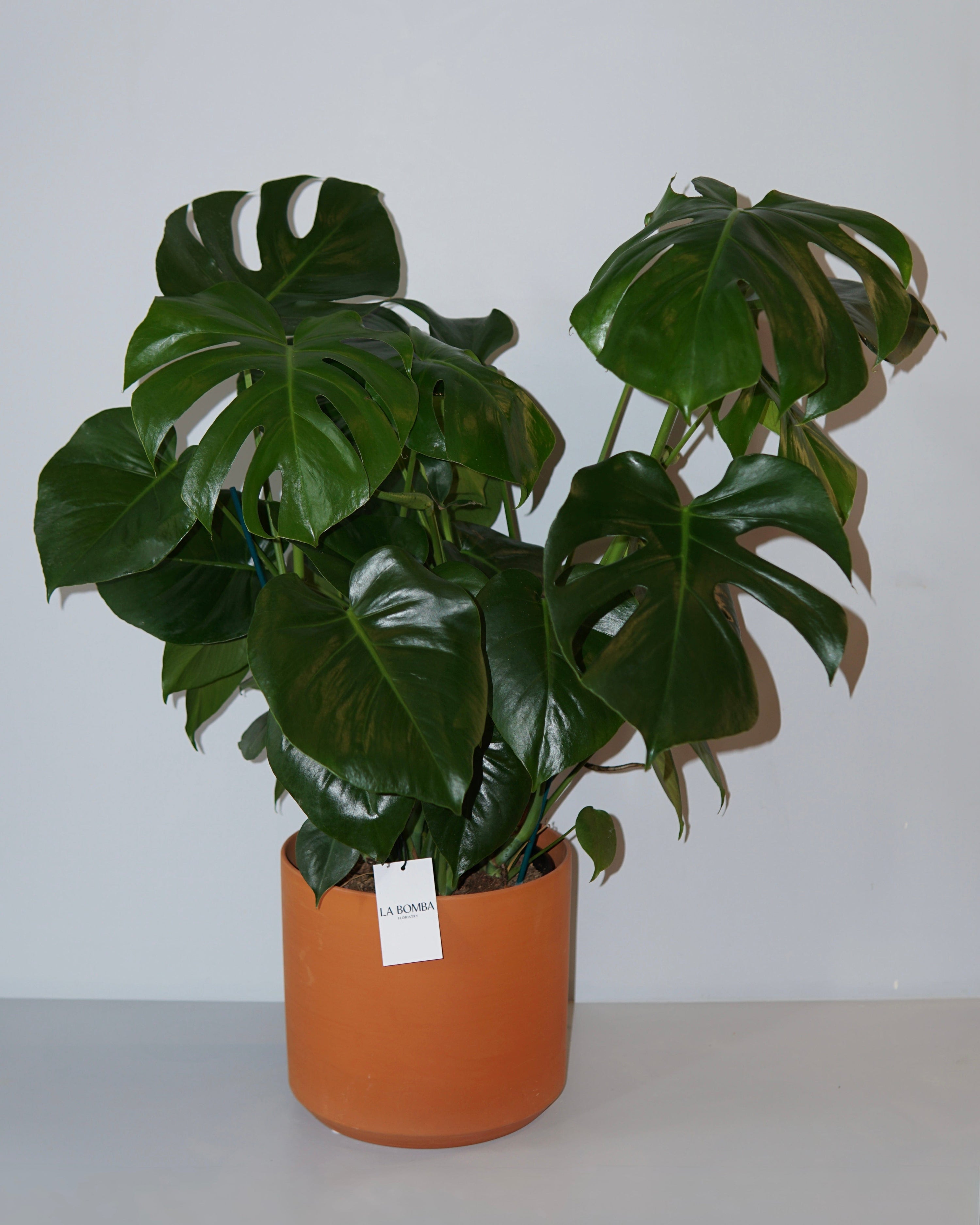 La Bomba Floristry A Monstere Potted A La Bomba Floristry Vancouver Canada Monstere Potted A