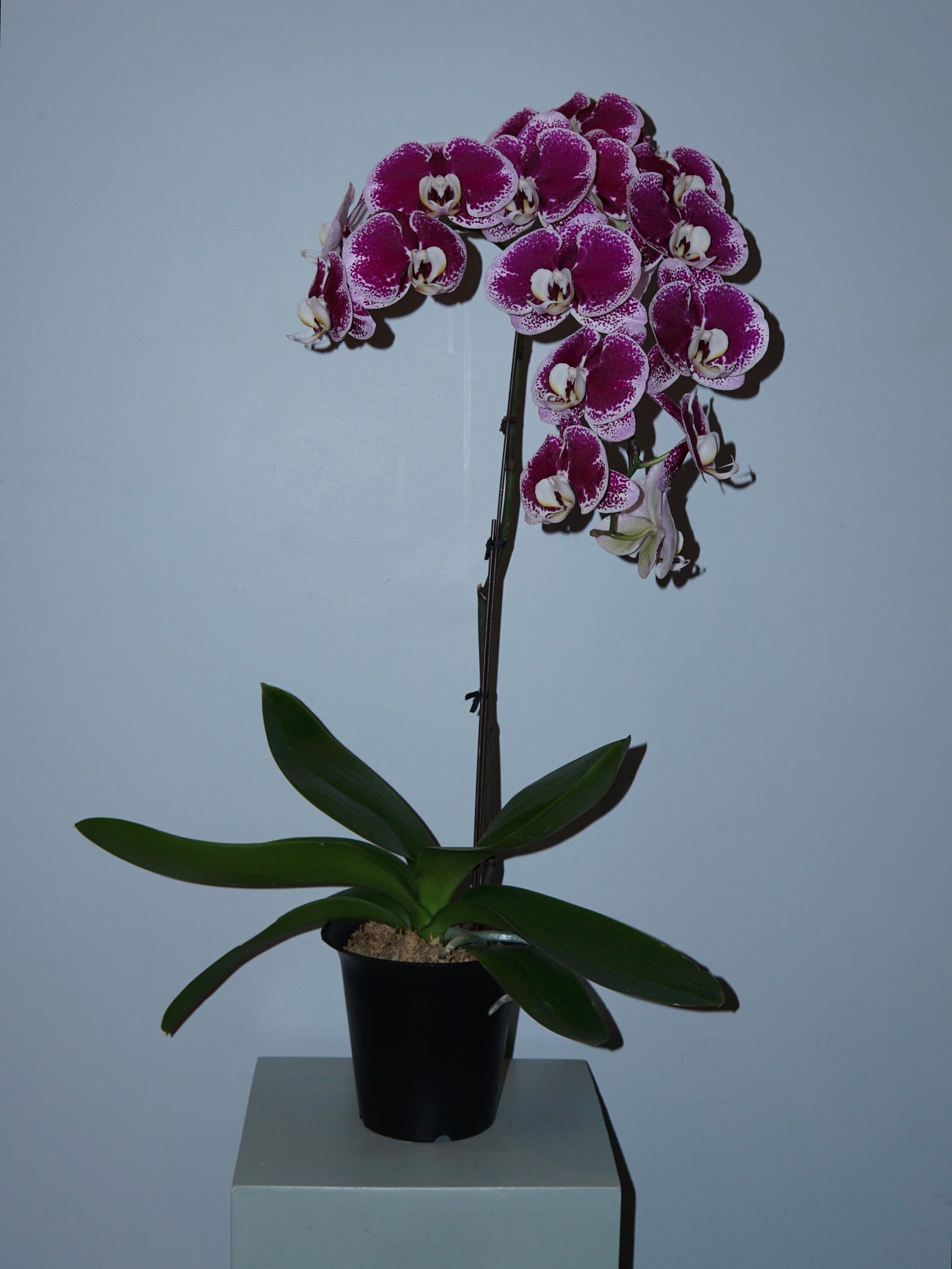 La Bomba Floristry A Spotted Pink Phaleonopsis Orchid - Potted La Bomba Floristry Vancouver Canada