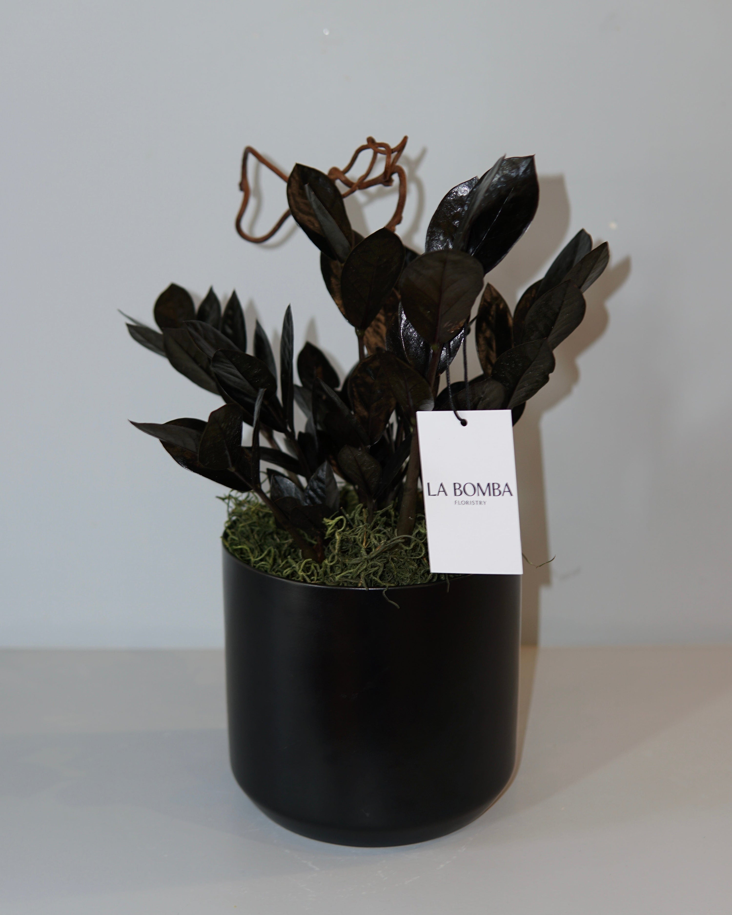 La Bomba Floristry A Zamioculcas Potted La Bomba Floristry Vancouver Canada Zamioculcas Potted