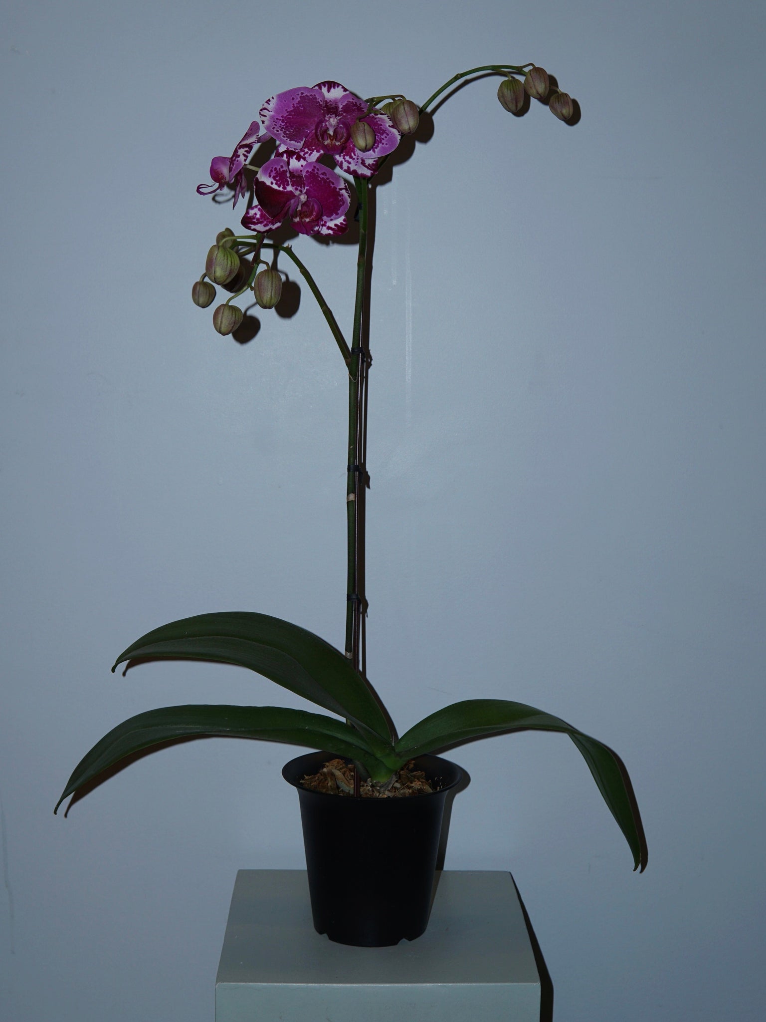 La Bomba Floristry B Spotted Pink Phaleonopsis Orchid - Potted La Bomba Floristry Vancouver Canada