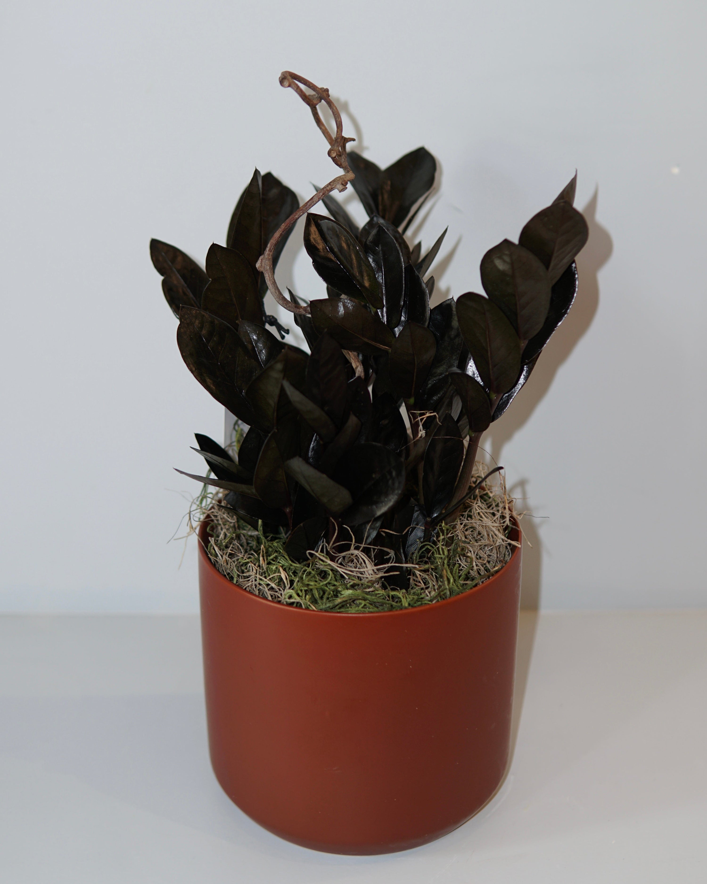 La Bomba Floristry B Zamioculcas Potted La Bomba Floristry Vancouver Canada Zamioculcas Potted