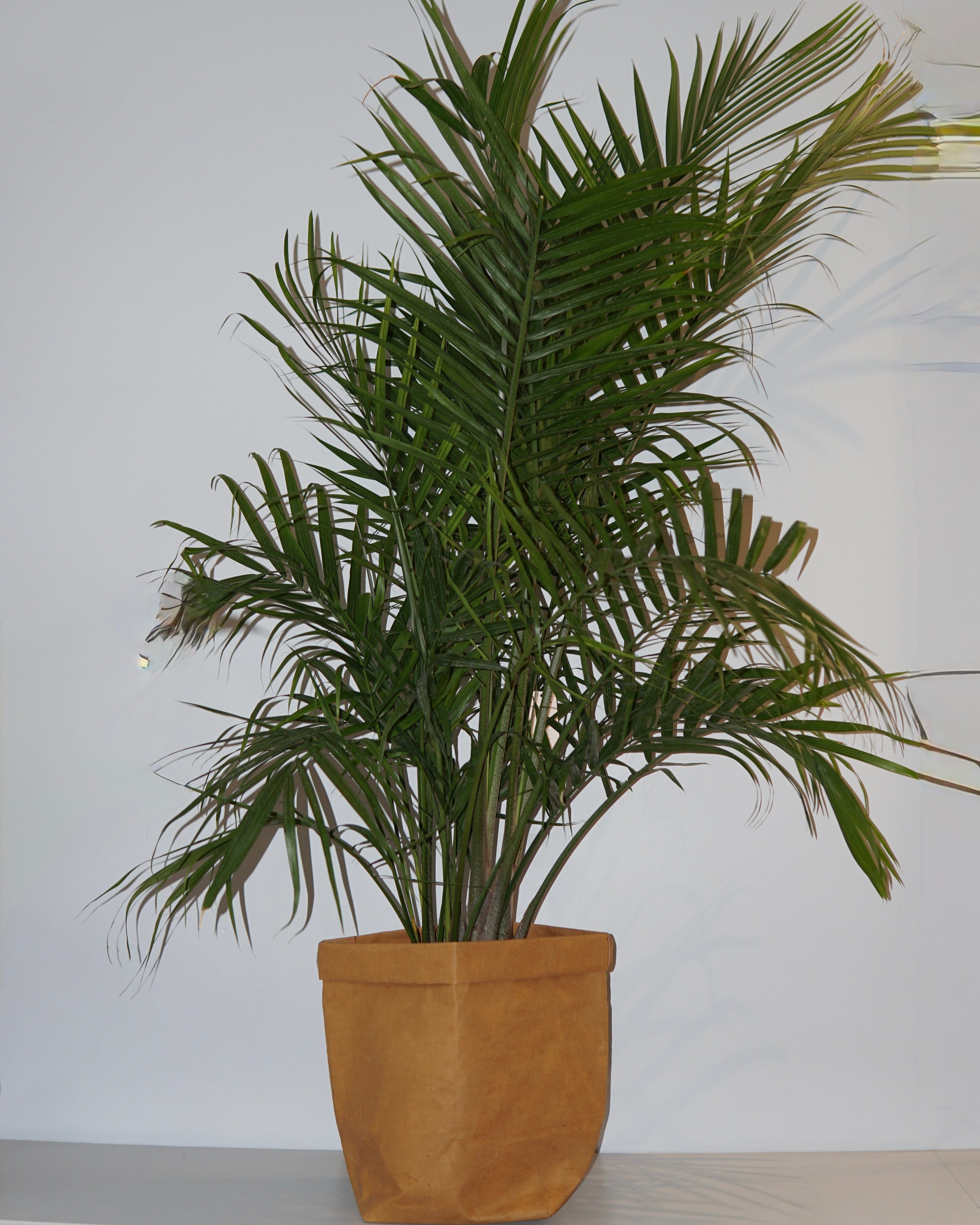 La Bomba Floristry Bag ARECA PALM La Bomba Floristry Vancouver Canada ARECA PALM