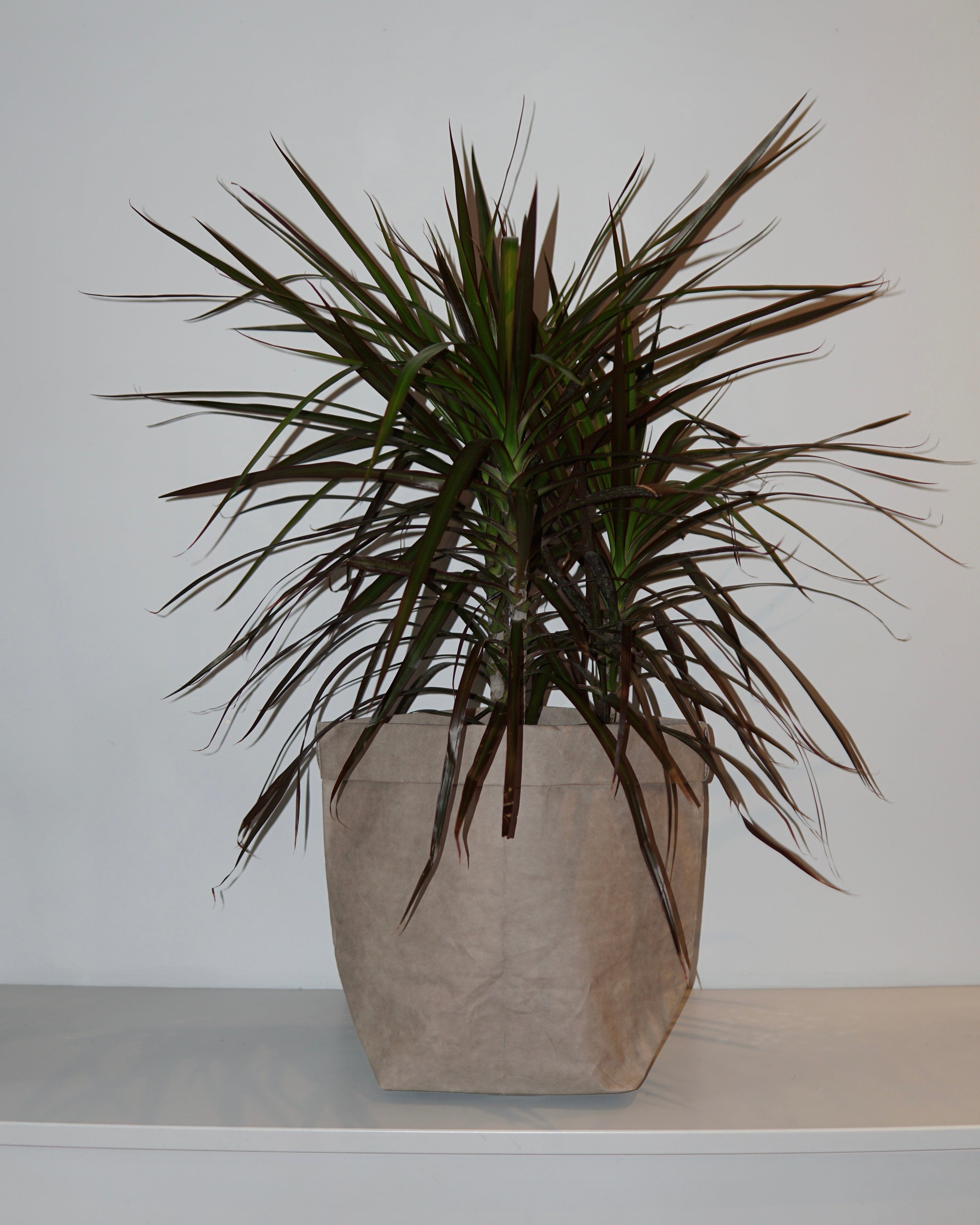 La Bomba Floristry Bag Dracaena Marginat La Bomba Floristry Vancouver Canada Dracaena Marginat