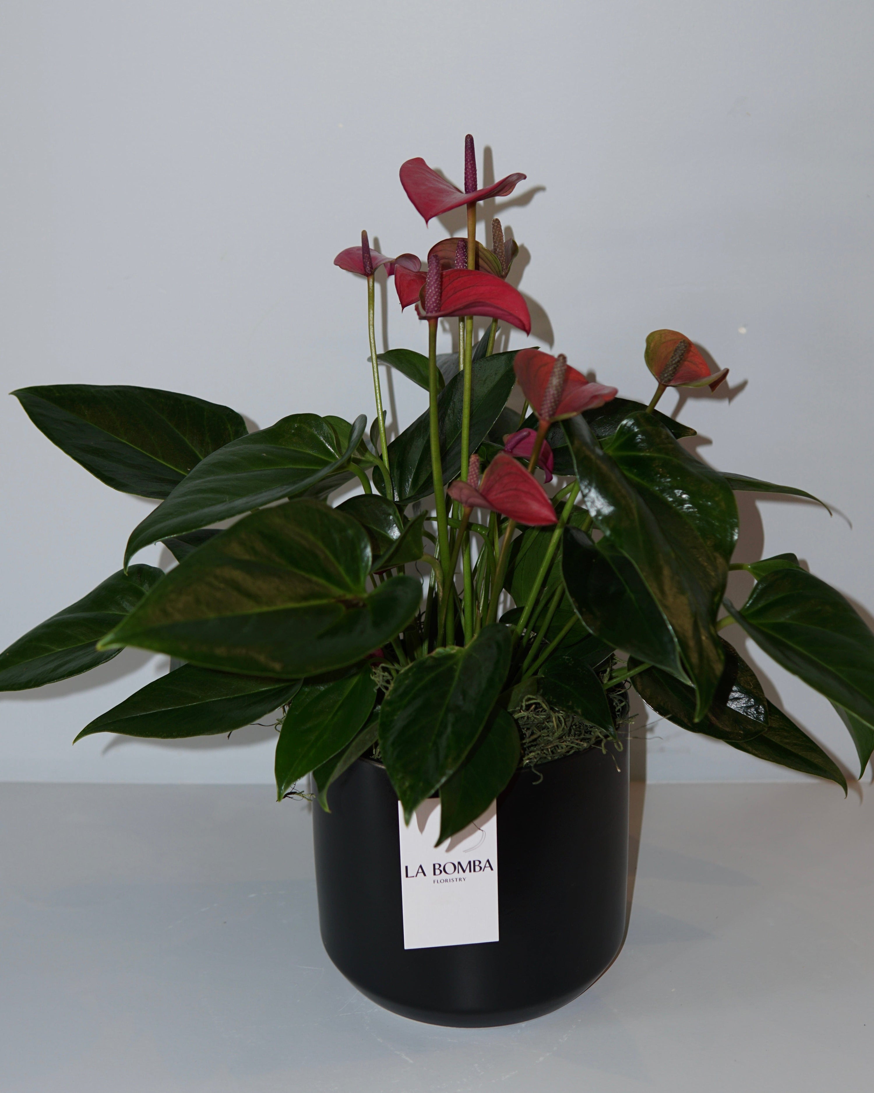 La Bomba Floristry Black Anthurium Potted (Red) La Bomba Floristry Vancouver Canada Anthurium Potted (Red)