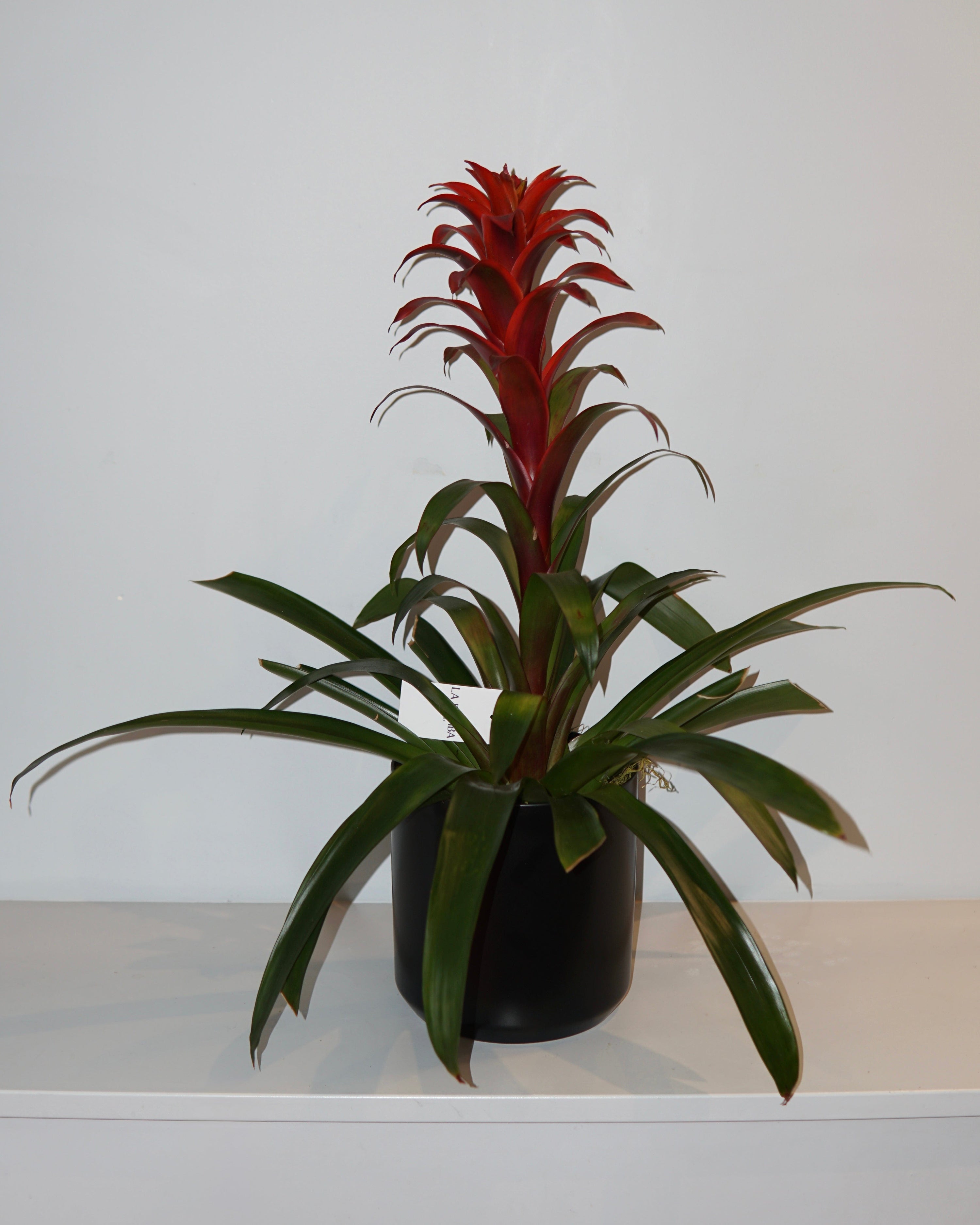 La Bomba Floristry Black Bromeliad Potted (Burgundy) La Bomba Floristry Vancouver Canada Bromeliad Potted (Burgundy)