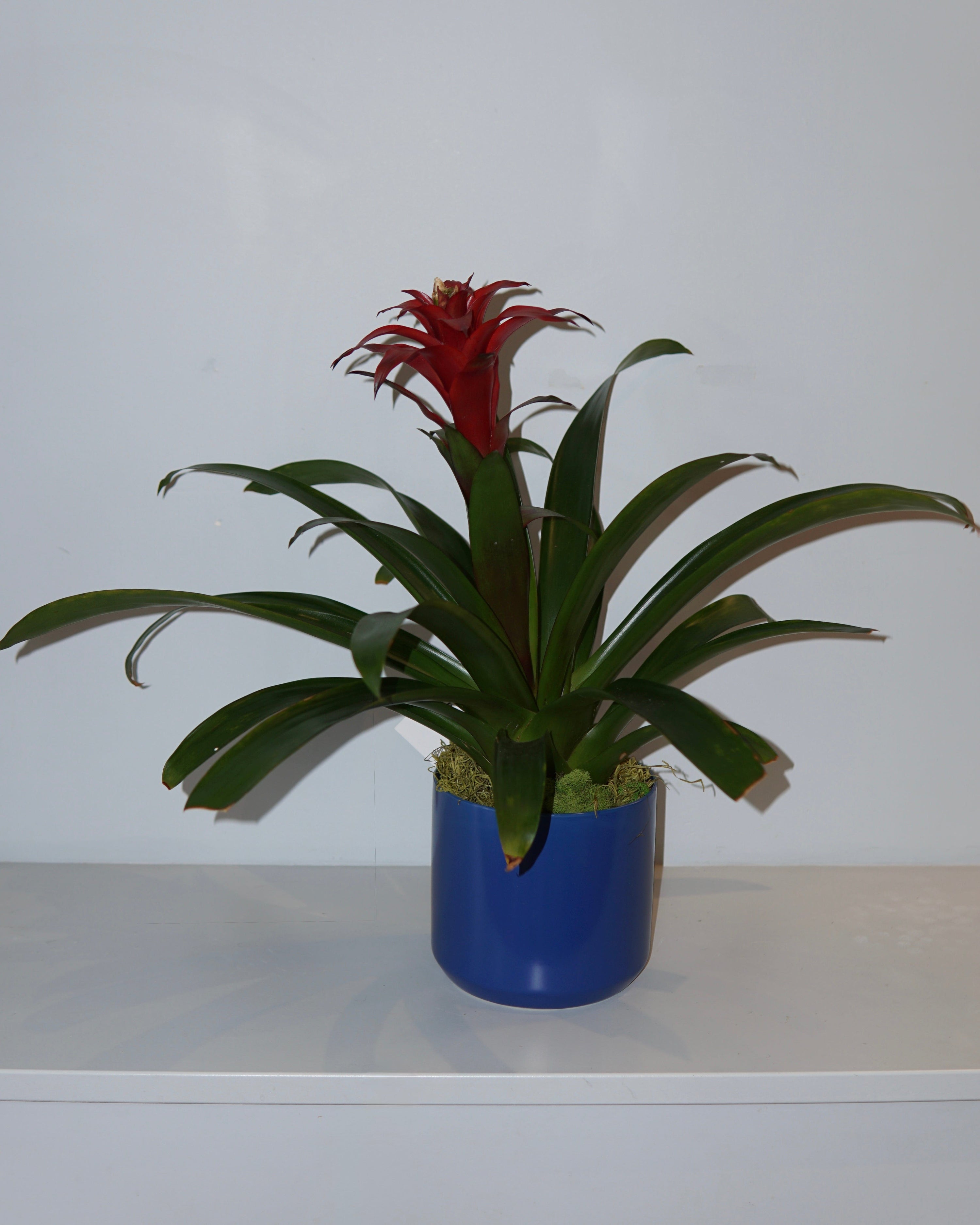 La Bomba Floristry Black Bromeliad Potted (Red) La Bomba Floristry Vancouver Canada Bromeliad Potted (Red)