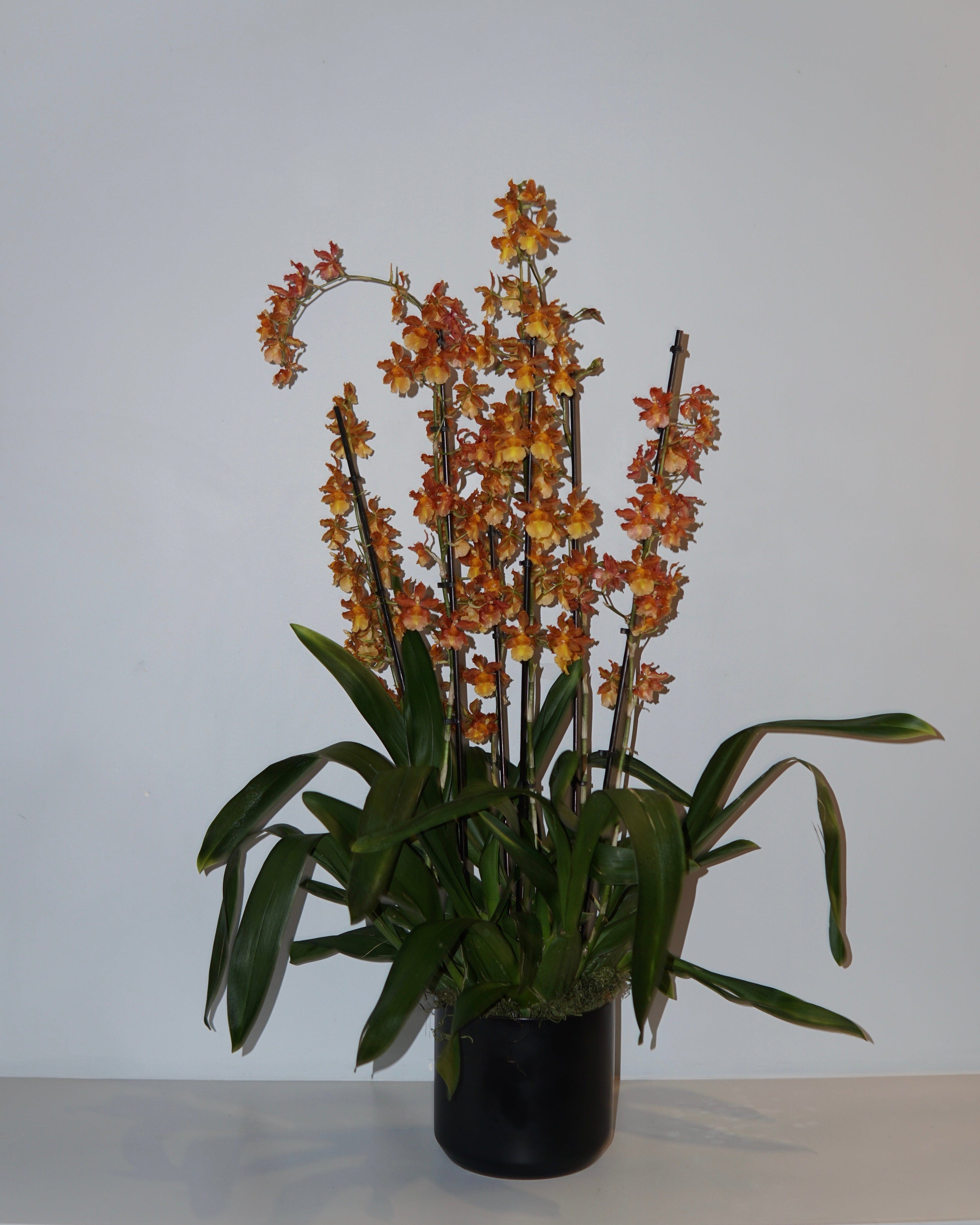 La Bomba Floristry Black ONCIDIUM ORCHID POTTED La Bomba Floristry Vancouver Canada ONCIDIUM ORCHID POTTED