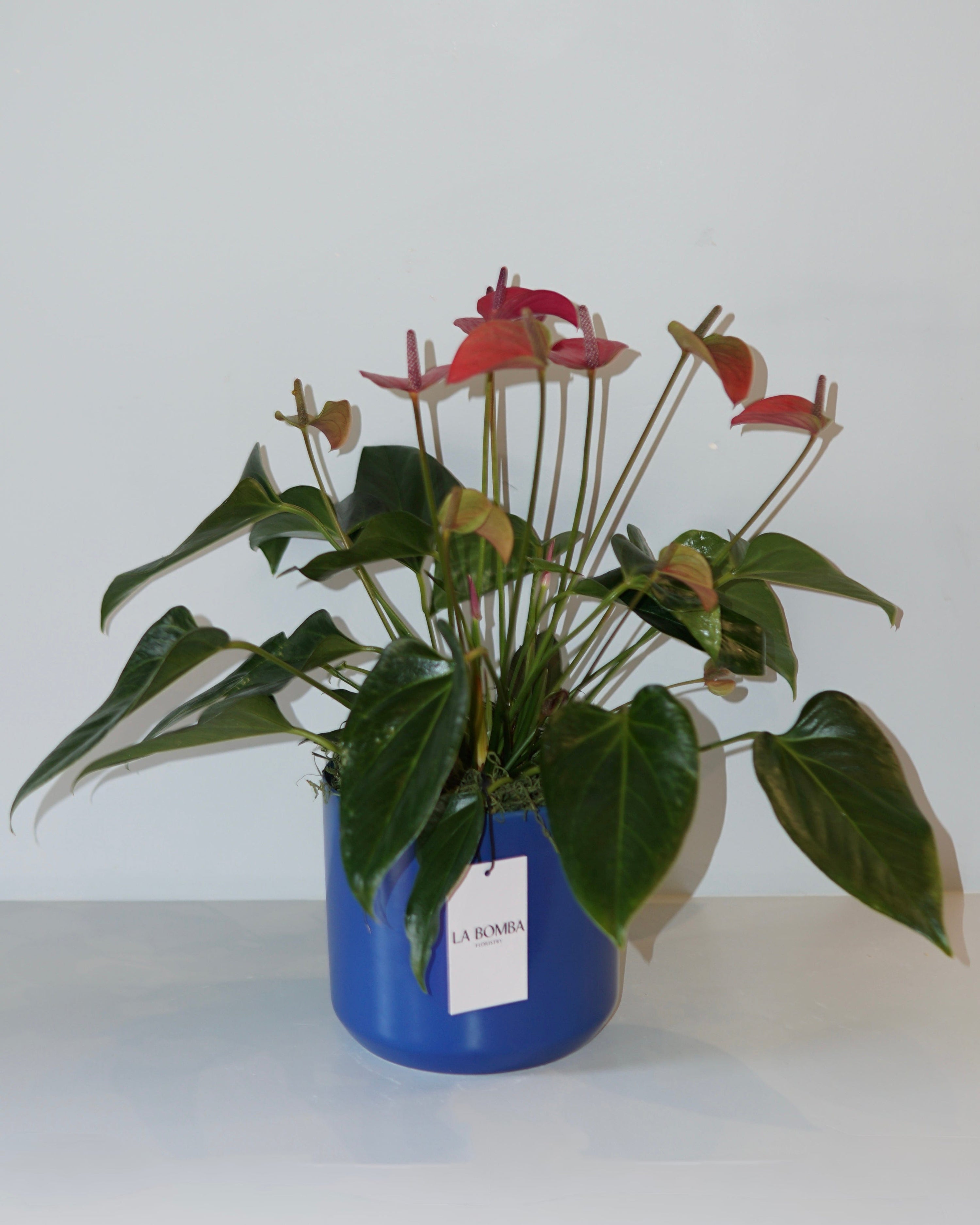 La Bomba Floristry Blue Anthurium Potted (Red) La Bomba Floristry Vancouver Canada Anthurium Potted (Red)