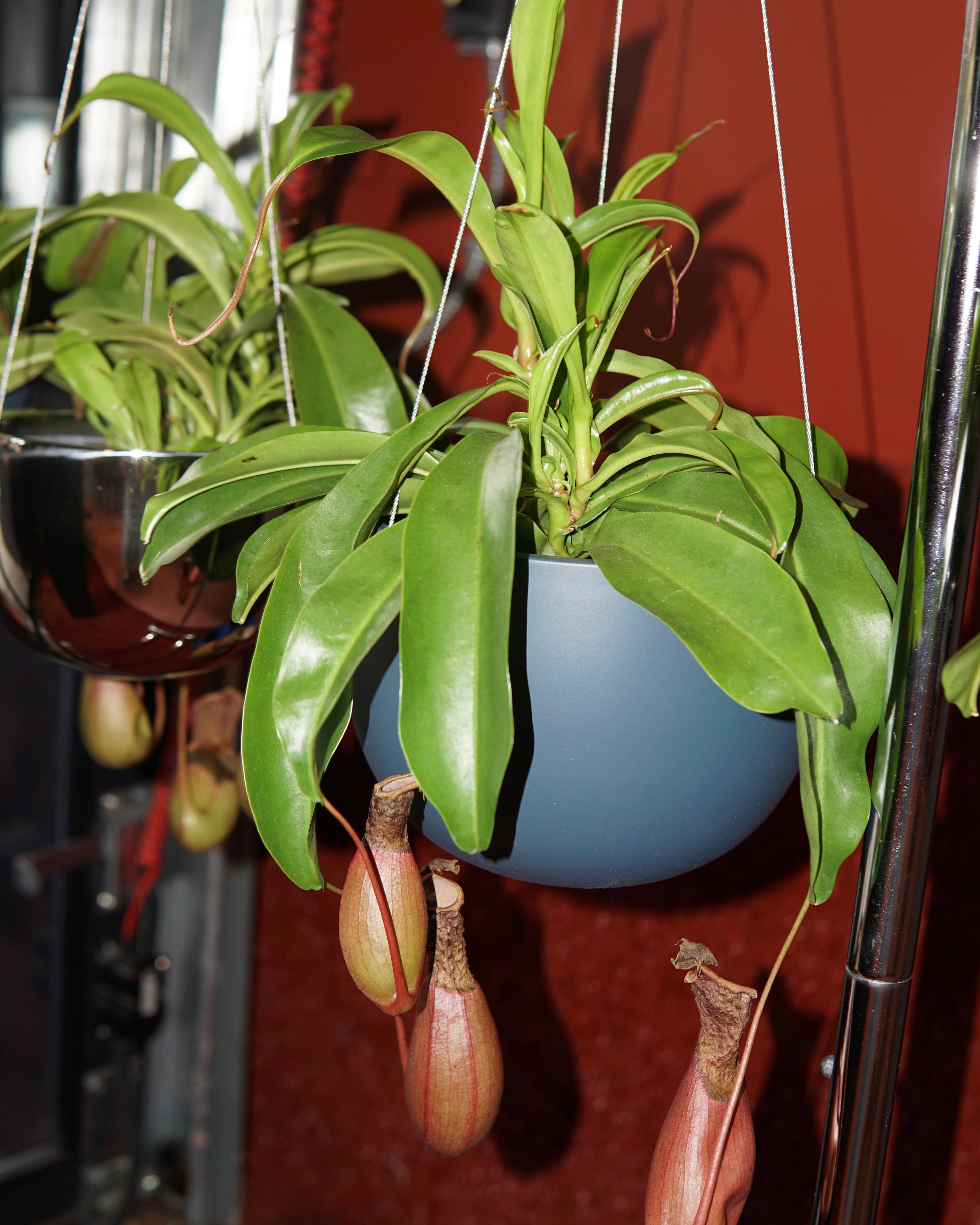 La Bomba Floristry Blue Paphiopedilum orchid potted - black pot La Bomba Floristry Vancouver Canada Paphiopedilum orchid potted - black pot