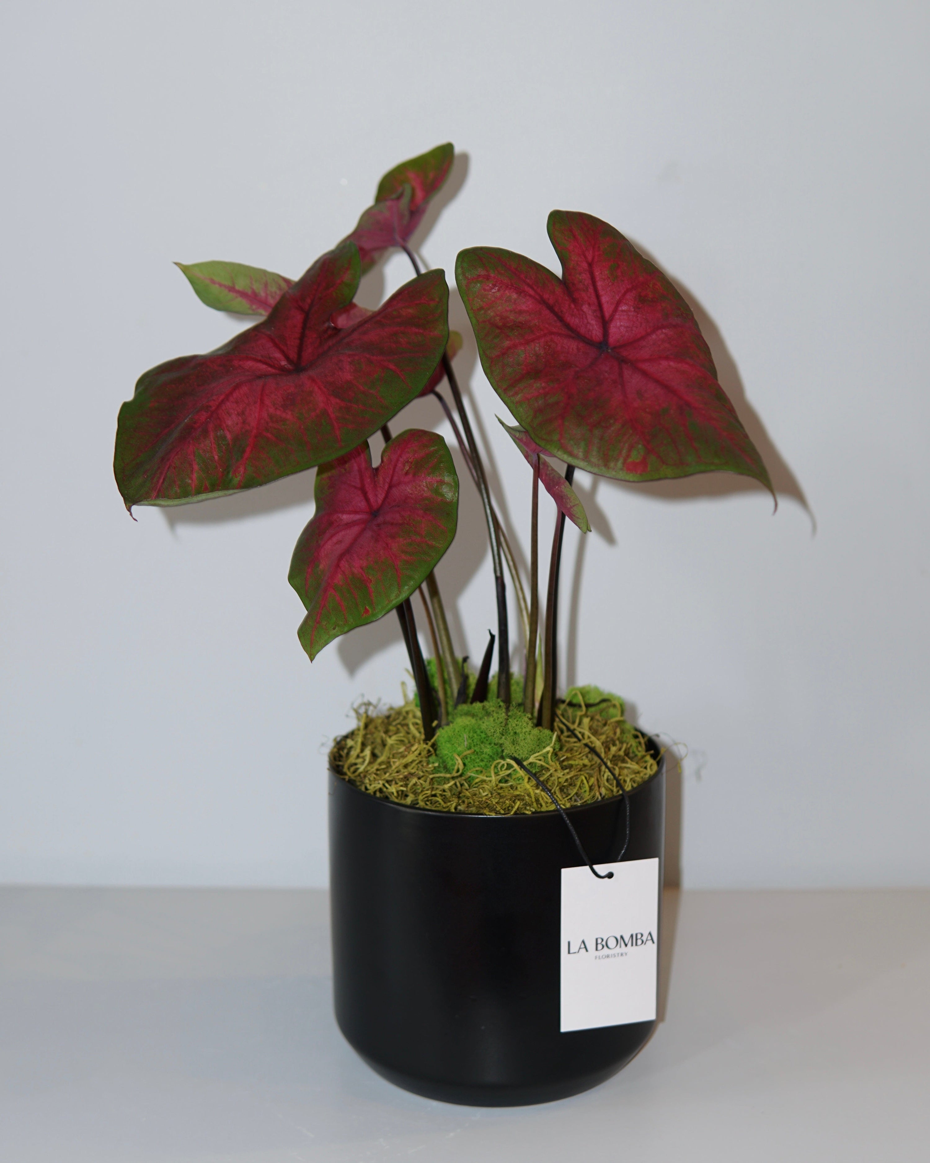 La Bomba Floristry Caladium Potted La Bomba Floristry Vancouver Canada Caladium Potted