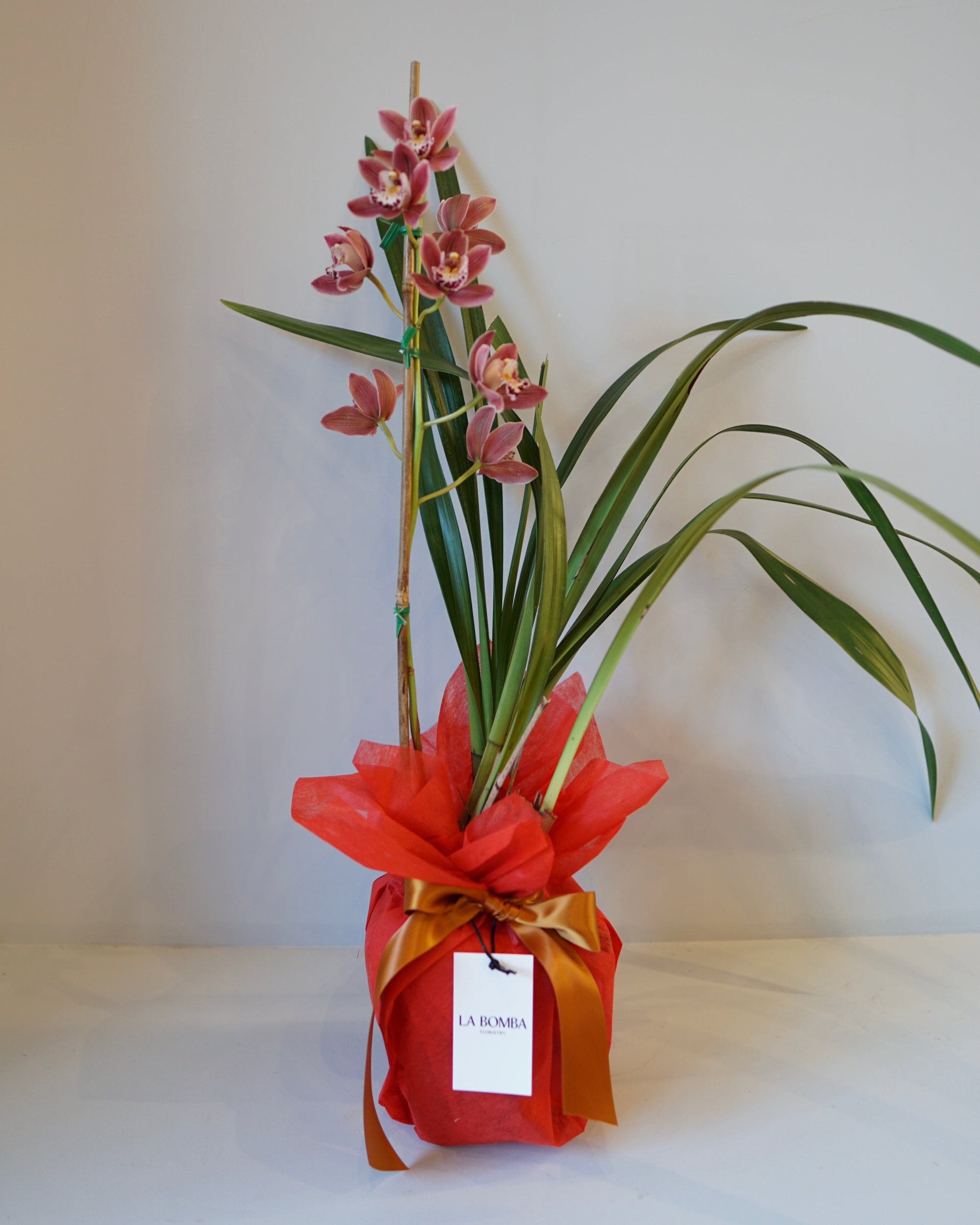 La Bomba Floristry Cymbidium Orchid Potted La Bomba Floristry Vancouver Canada Cymbidium Orchid Potted