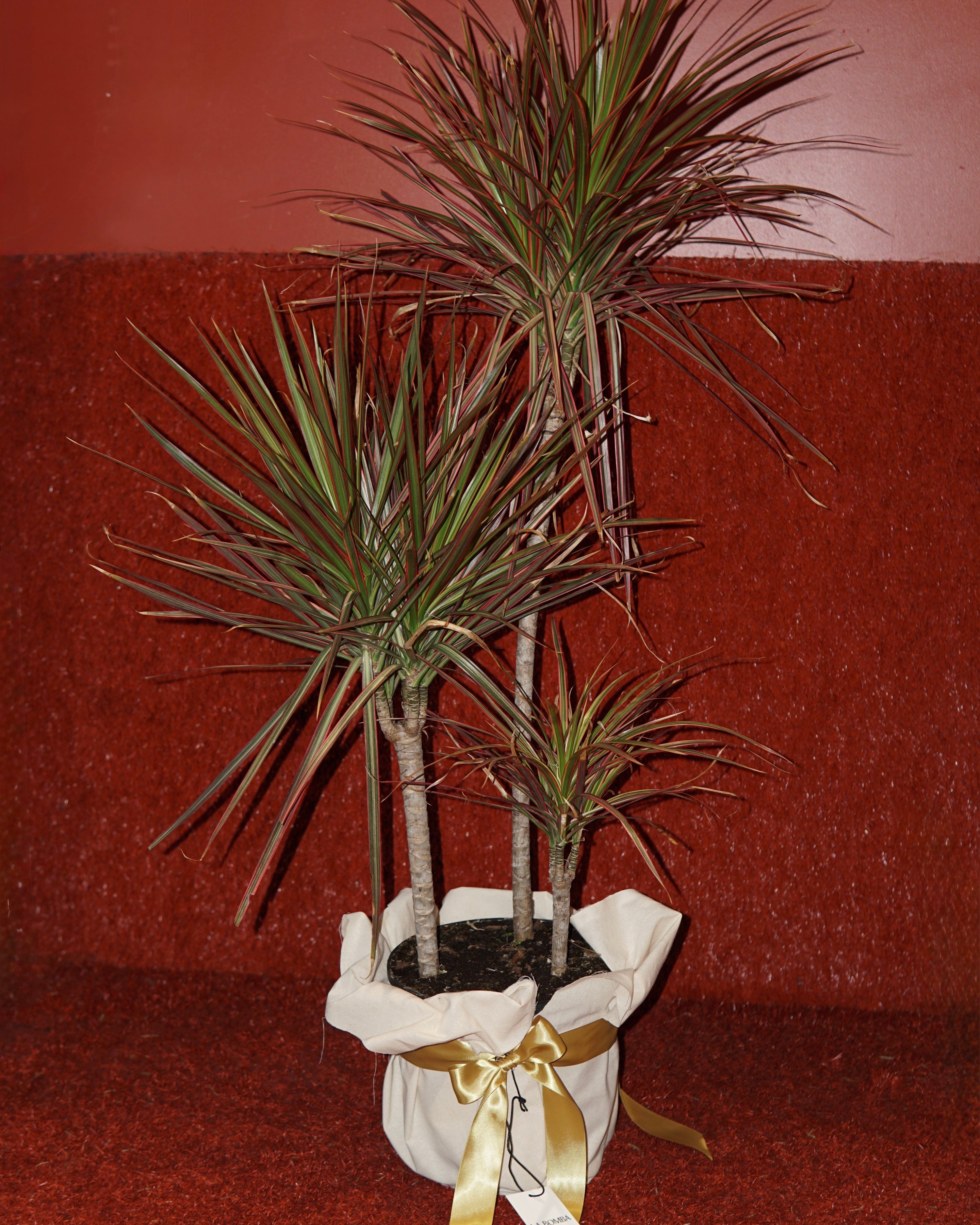 la dracaena Dracaena Potted Pink – La Bomba Floristry