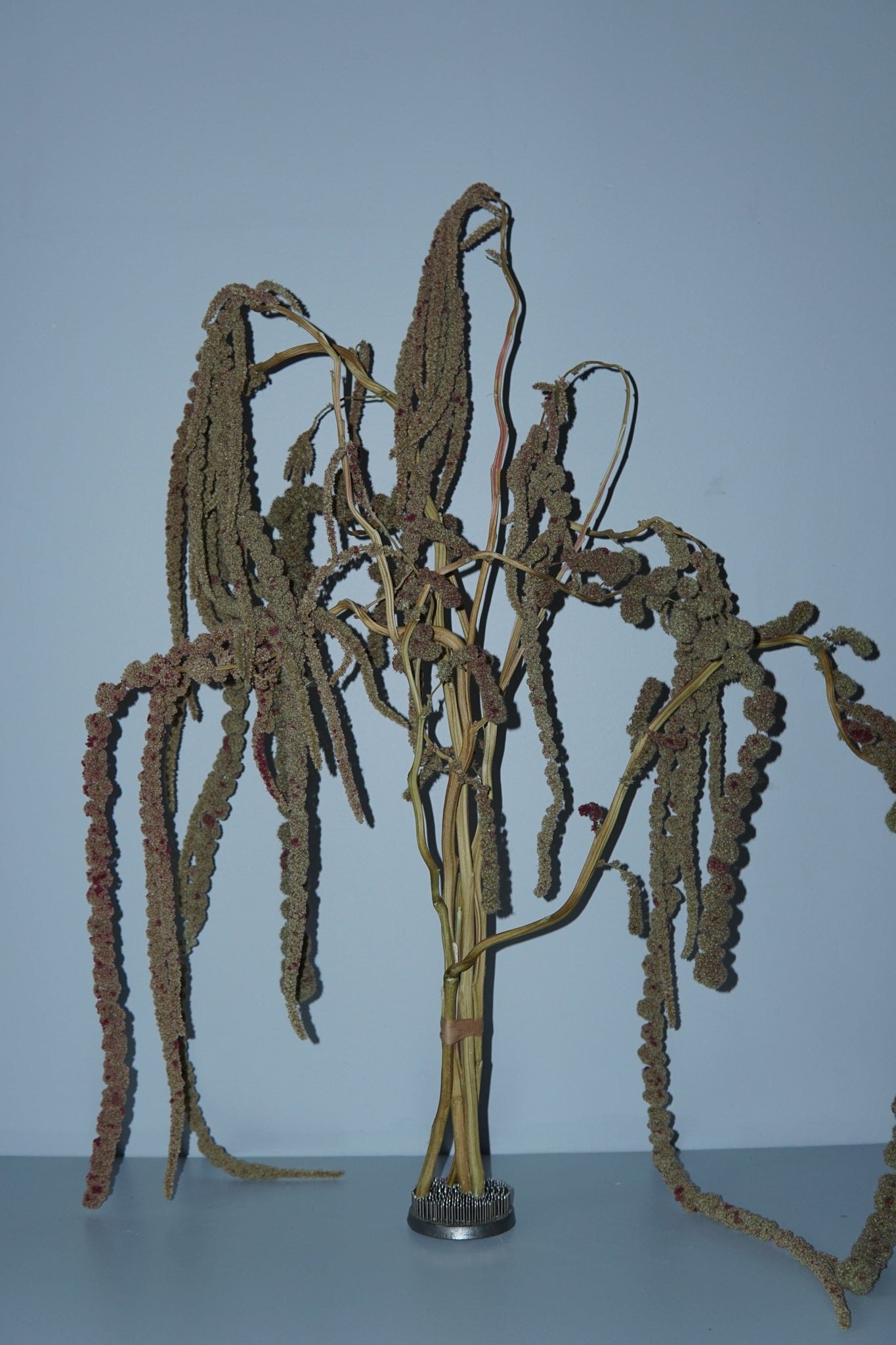 La Bomba Floristry Dried Stems Amaranthus Hanging ( 5 stems ) La Bomba Floristry Vancouver Canada