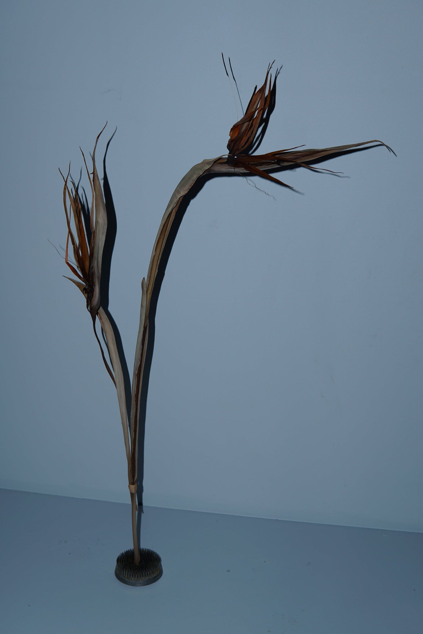 La Bomba Floristry Dried Stems Bird Of Paradise ( 2 stems ) La Bomba Floristry Vancouver Canada