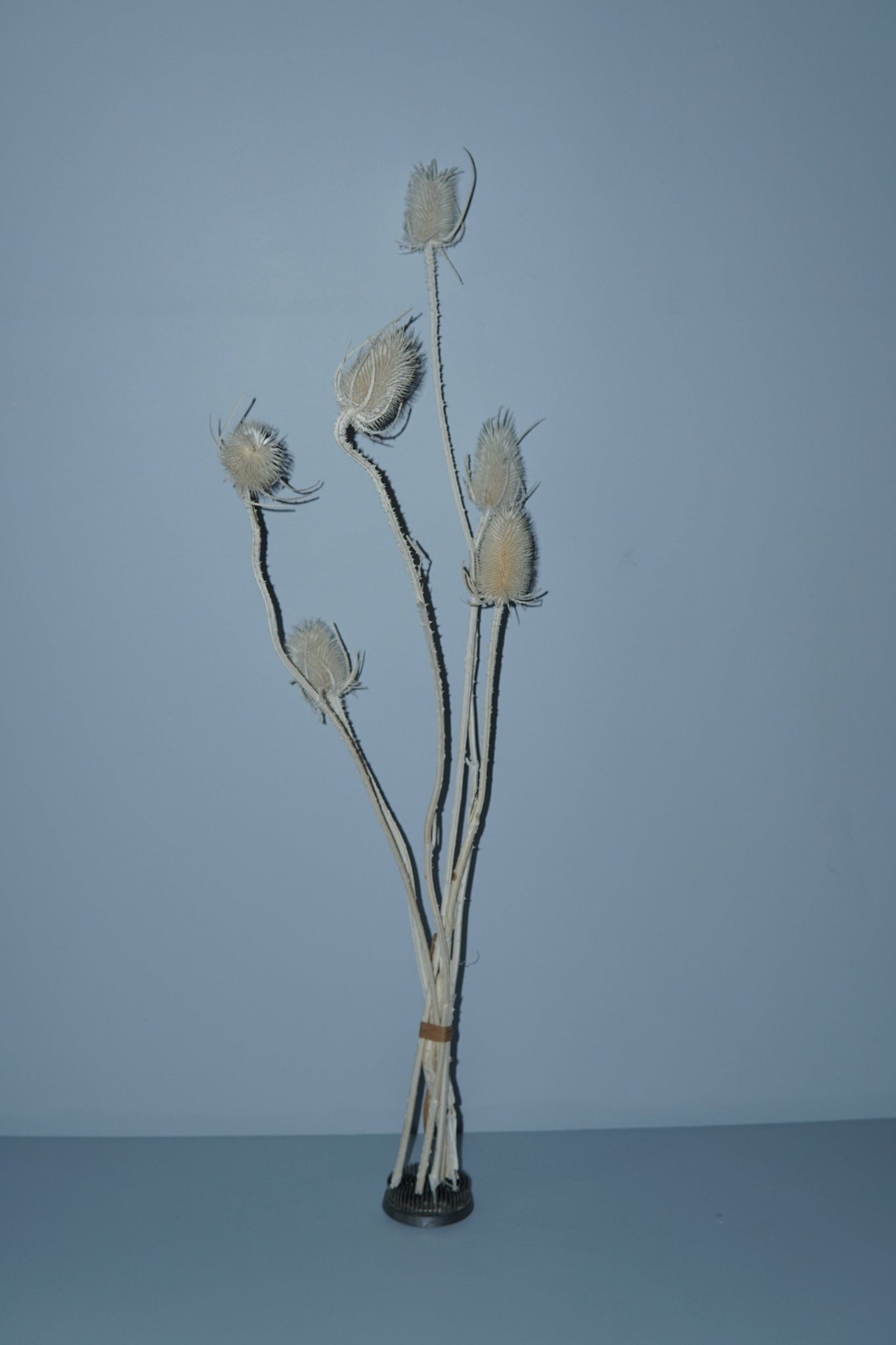 La Bomba Floristry Dried Stems Cardus Preserved ( 6 stems ) La Bomba Floristry Vancouver Canada