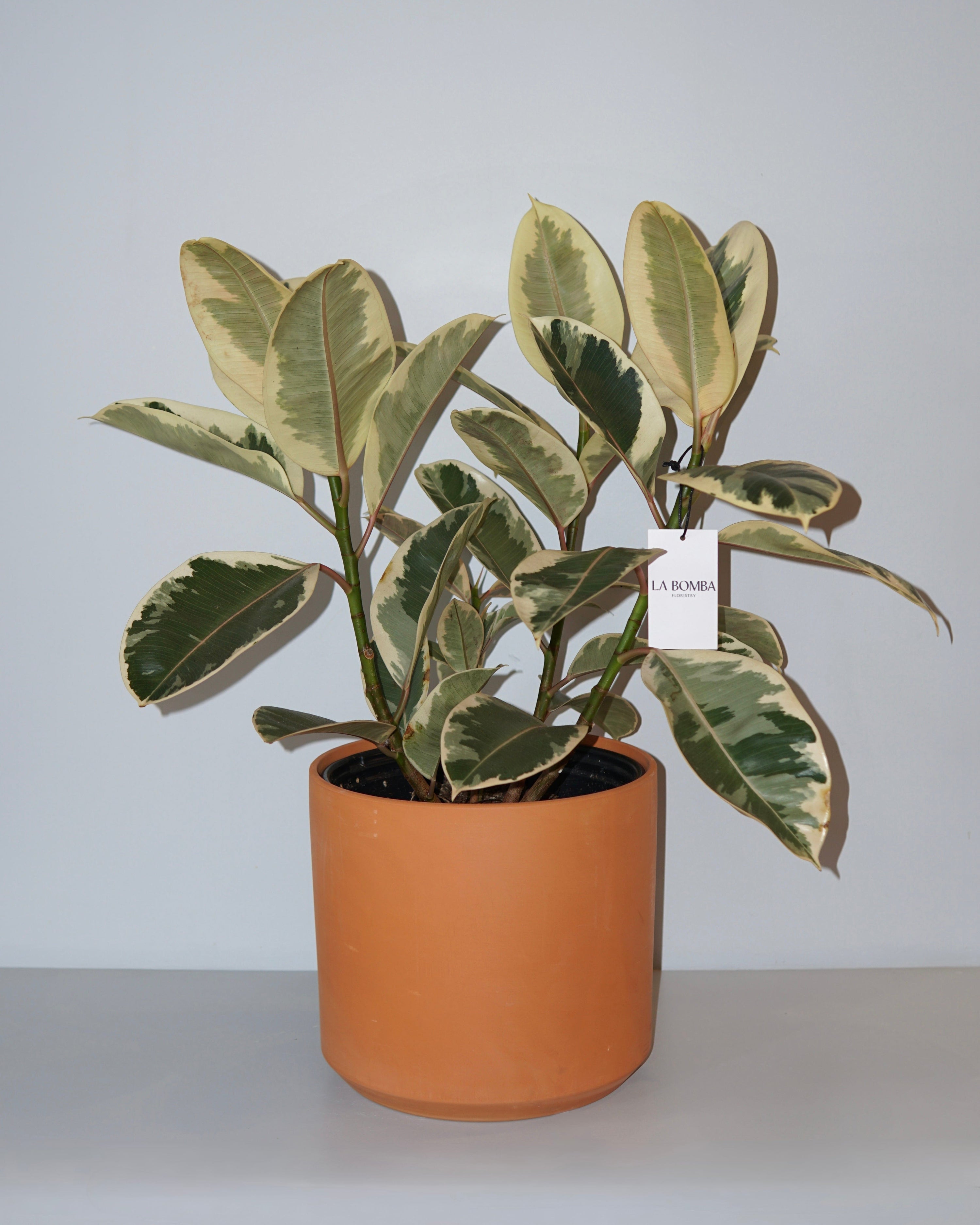 La Bomba Floristry Ficus - Potted La Bomba Floristry Vancouver Canada Ficus - Potted