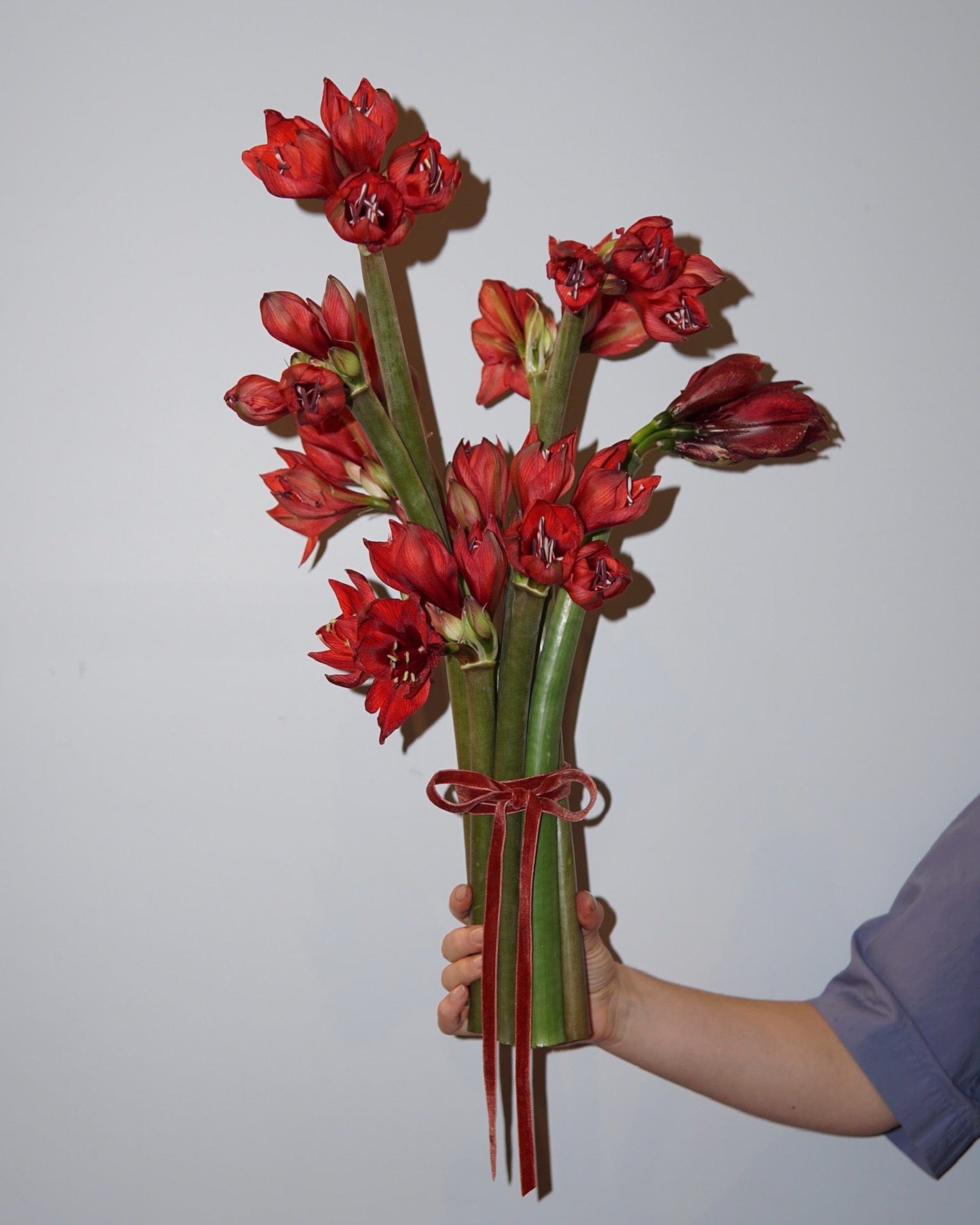 La Bomba Floristry Flowers Crimson Amaryllis En Masse La Bomba Floristry Vancouver Canada Crimson Amaryllis En Masse