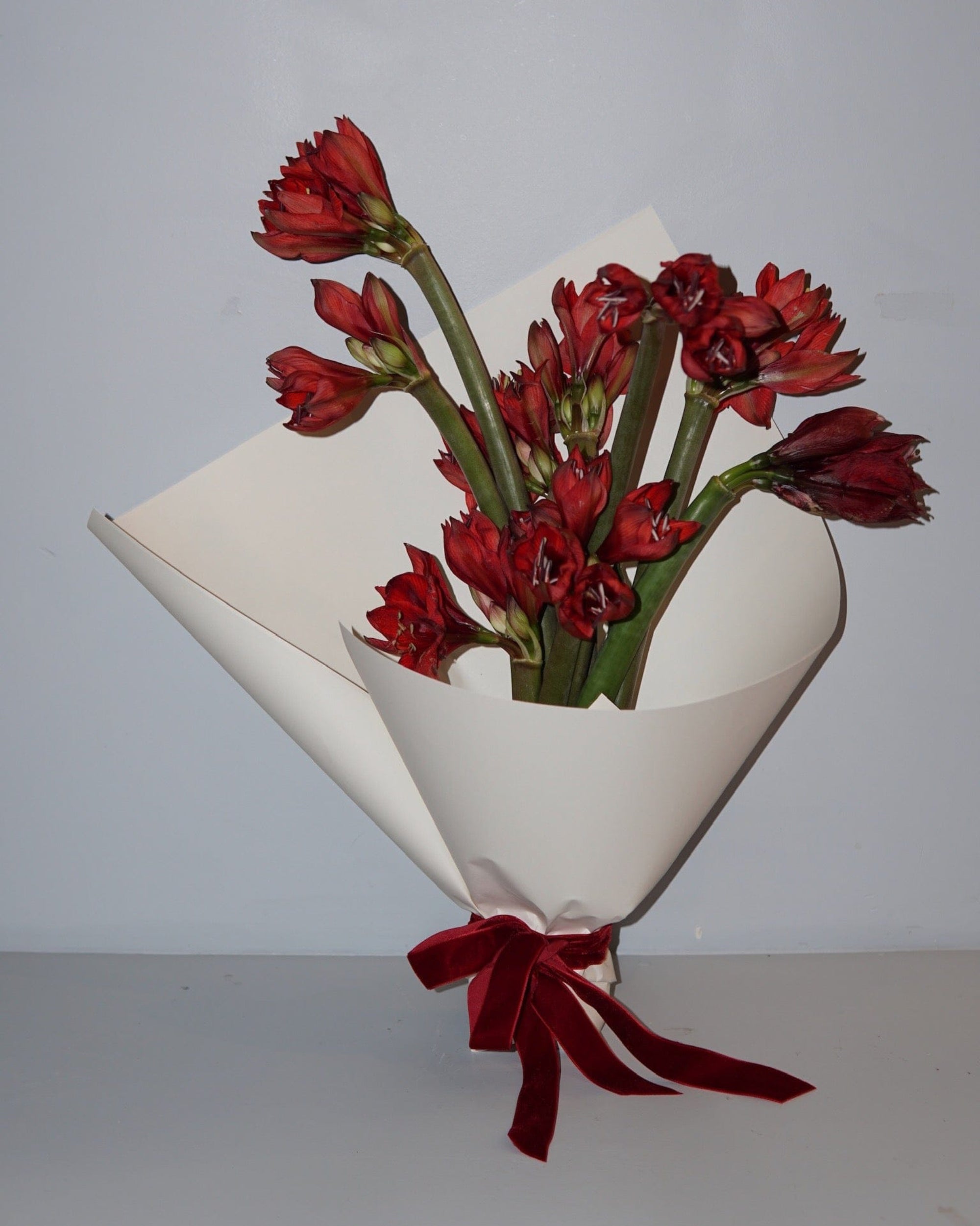 La Bomba Floristry Flowers Crimson Amaryllis En Masse La Bomba Floristry Vancouver Canada Crimson Amaryllis En Masse