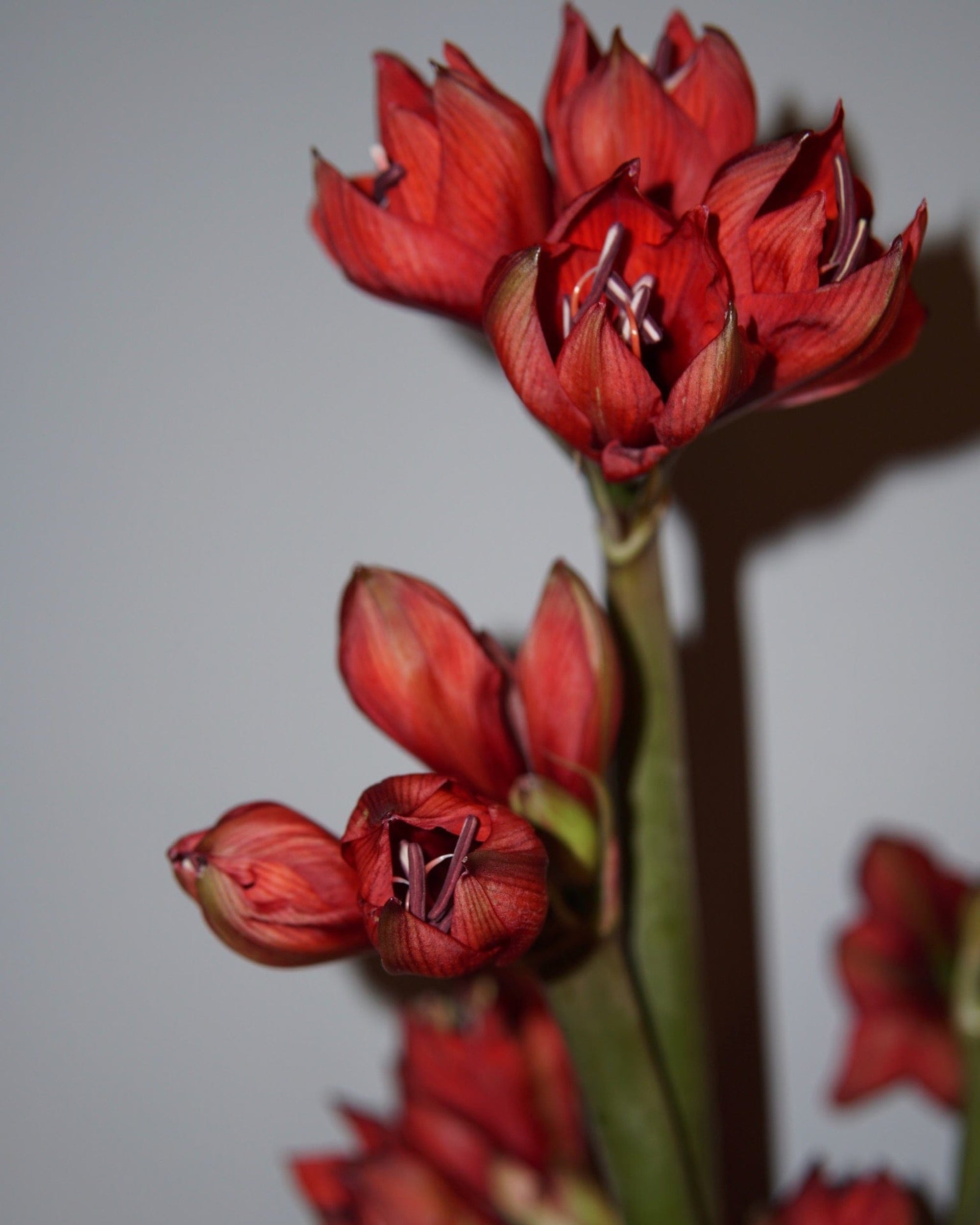 La Bomba Floristry Flowers Crimson Amaryllis En Masse La Bomba Floristry Vancouver Canada Crimson Amaryllis En Masse