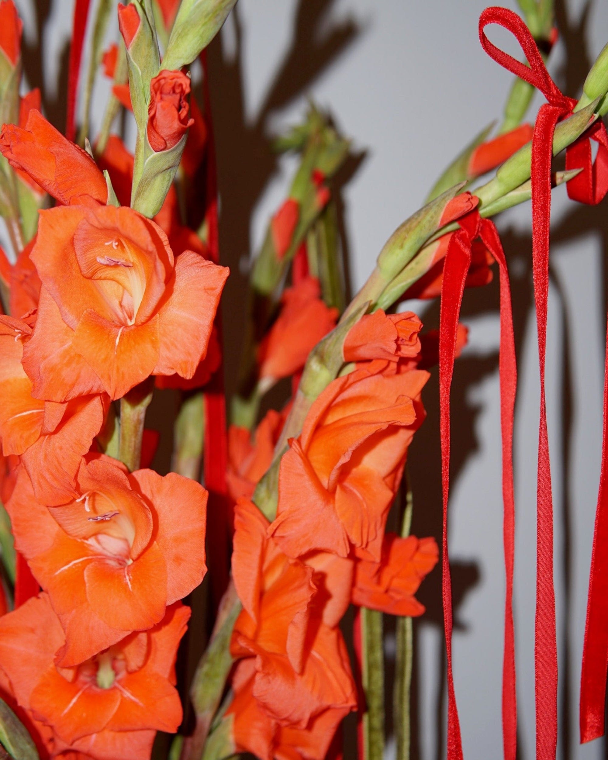 La Bomba Floristry Flowers Gladiolus Ribbon Bundle La Bomba Floristry Vancouver Canada Gladiolus Ribbon Bundle