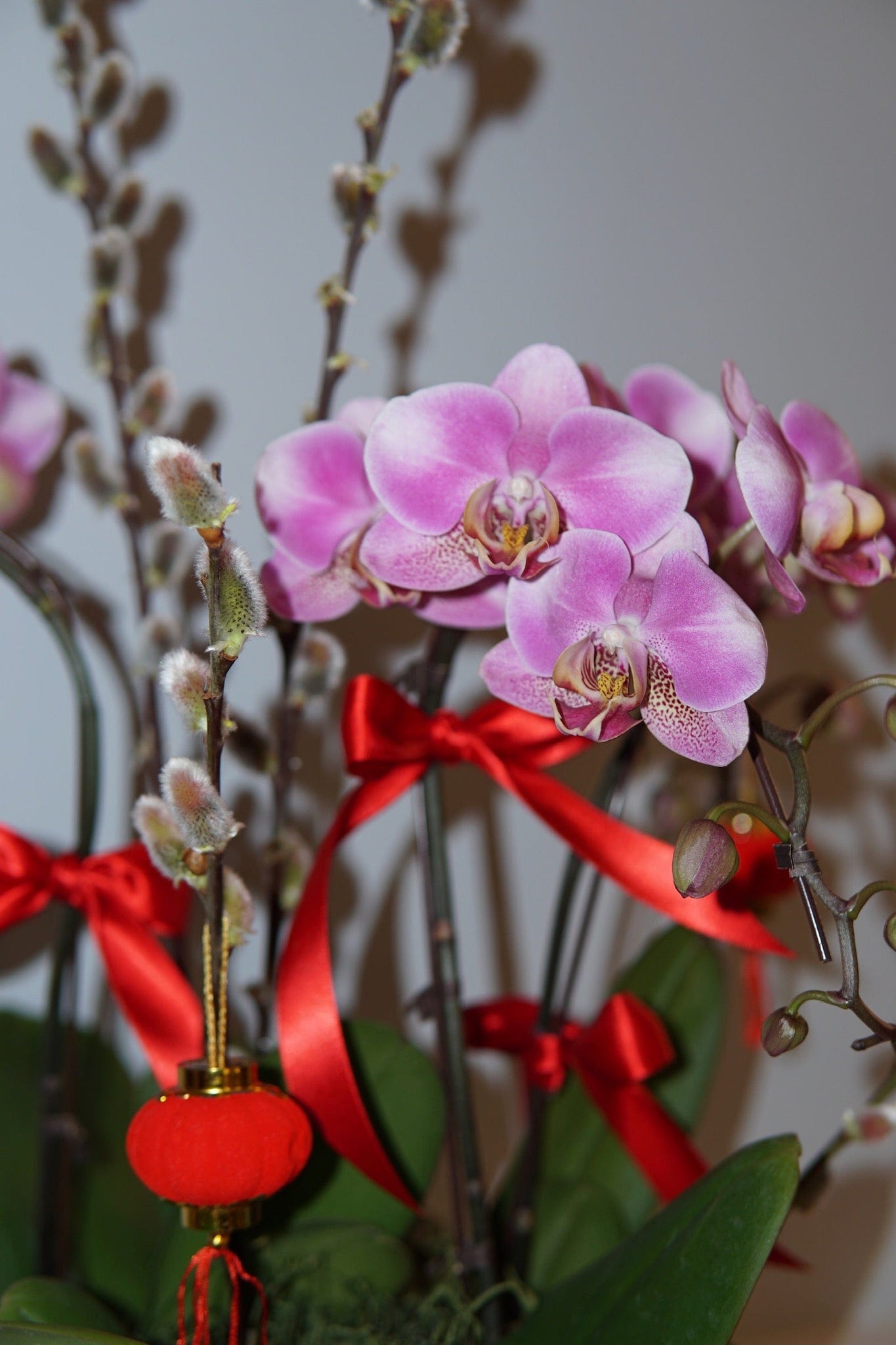 La Bomba Floristry Flowers Lunar New Year - Mini Phaleonopsis Orchid Planter 3-stem La Bomba Floristry Vancouver Canada