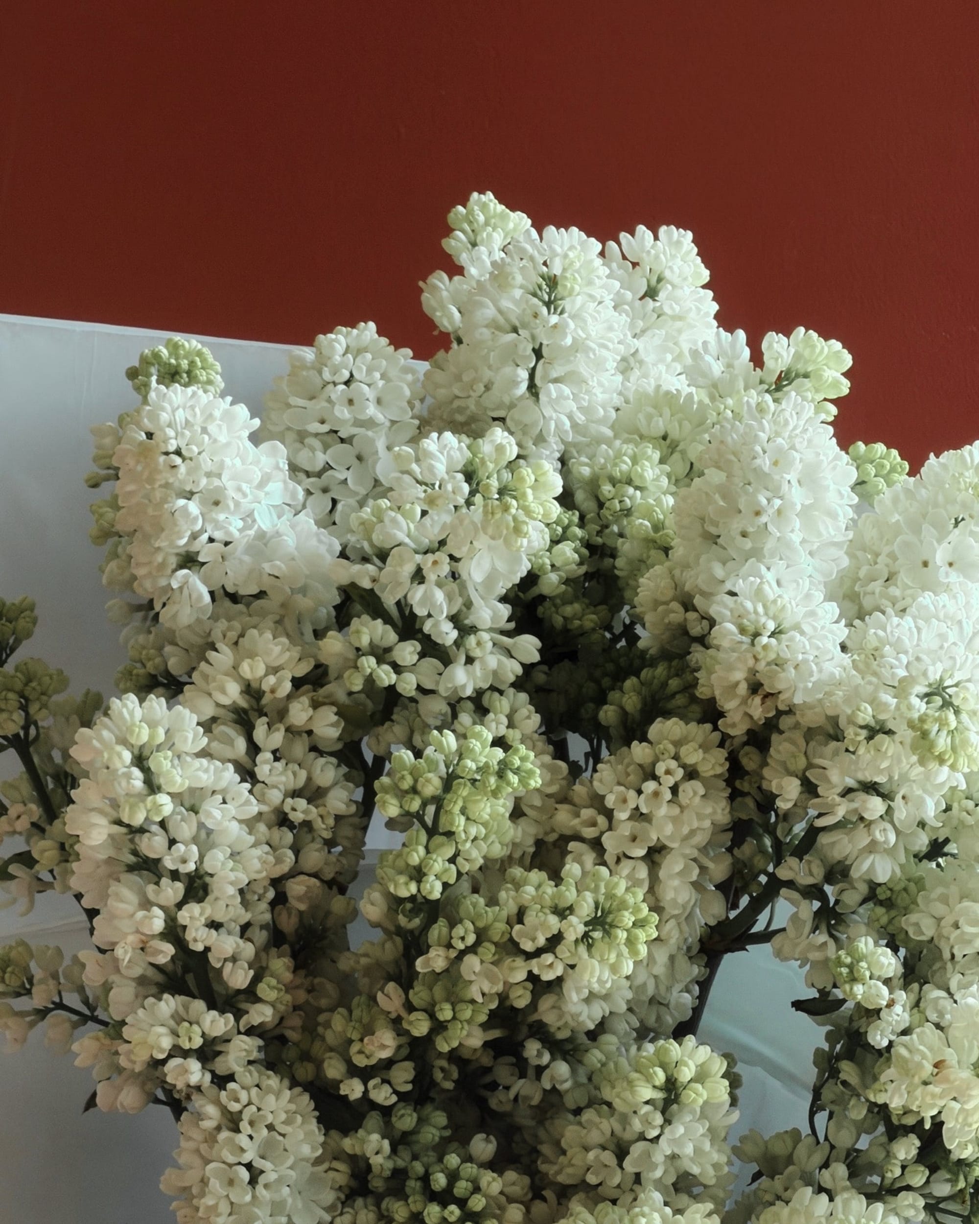 La Bomba Floristry Flowers Mother's Day Lilac En Masse La Bomba Floristry Vancouver Canada Mother's Day Lilac En Masse