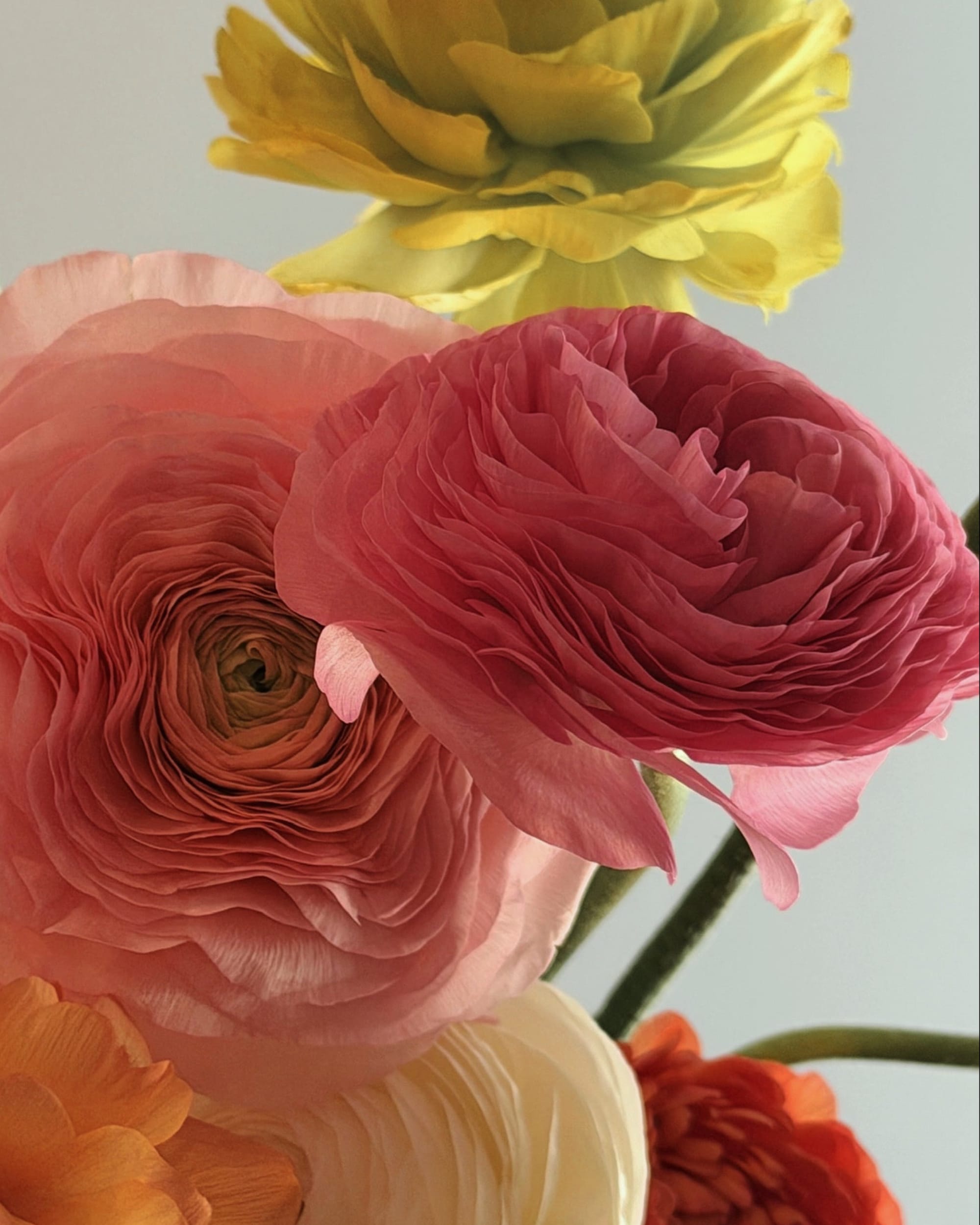 La Bomba Floristry Flowers Mother's Day Ranunculus En Masse La Bomba Floristry Vancouver Canada Mother's Day Ranunculus En Masse