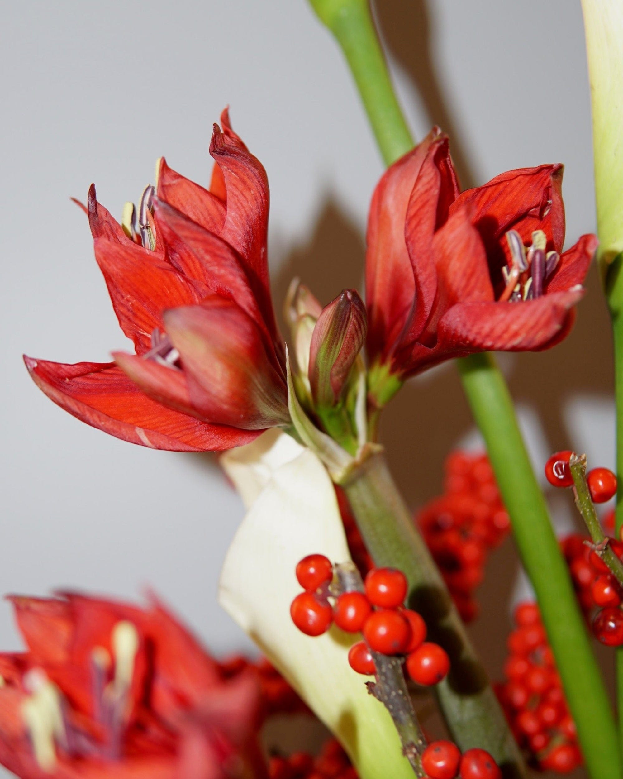 La Bomba Floristry Flowers Red & Ivory Holiday Stem Bundle La Bomba Floristry Vancouver Canada Red & Ivory Holiday Stem Bundle