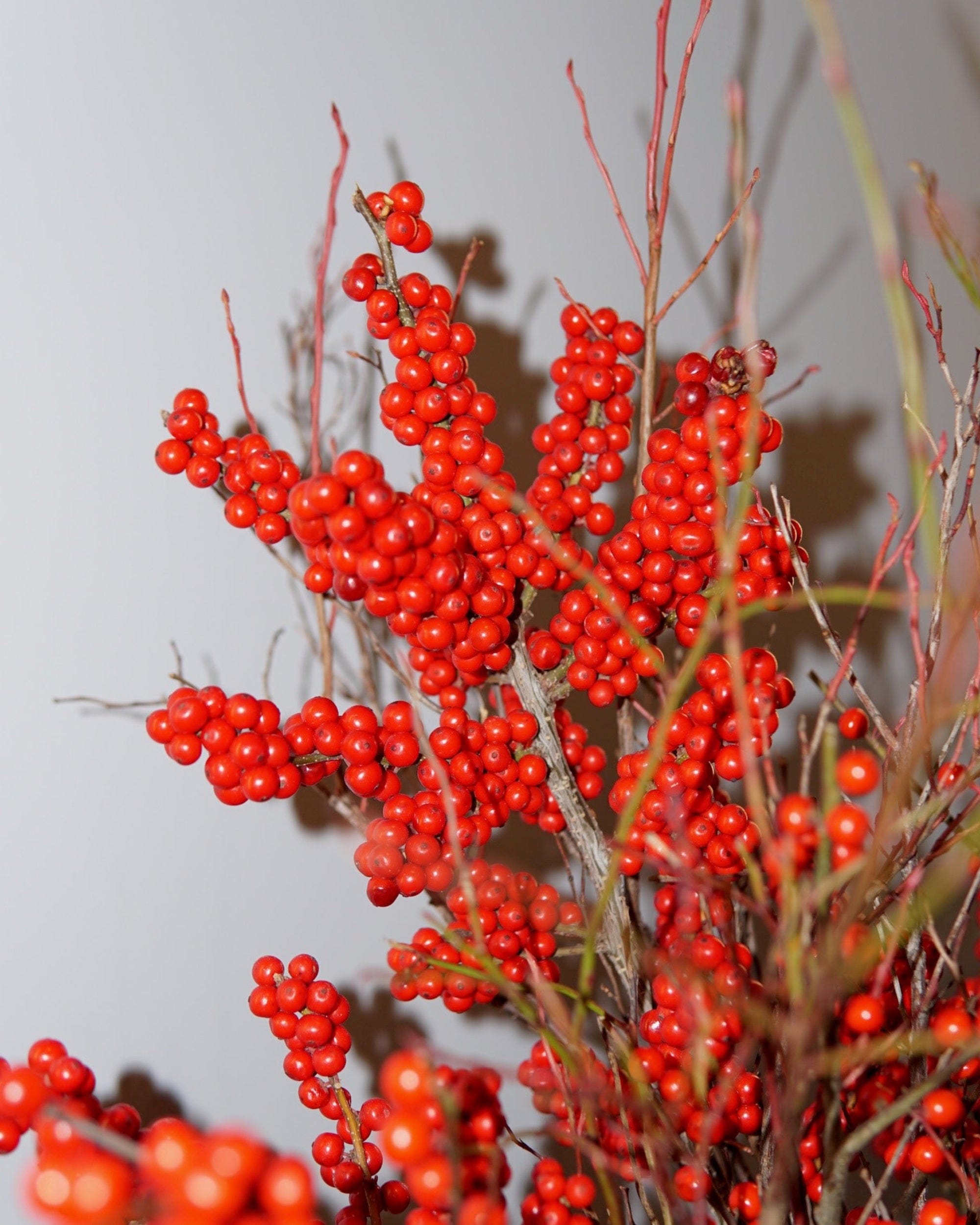 La Bomba Floristry Flowers Winterberry Branch Cluster La Bomba Floristry Vancouver Canada Winterberry Branch Cluster