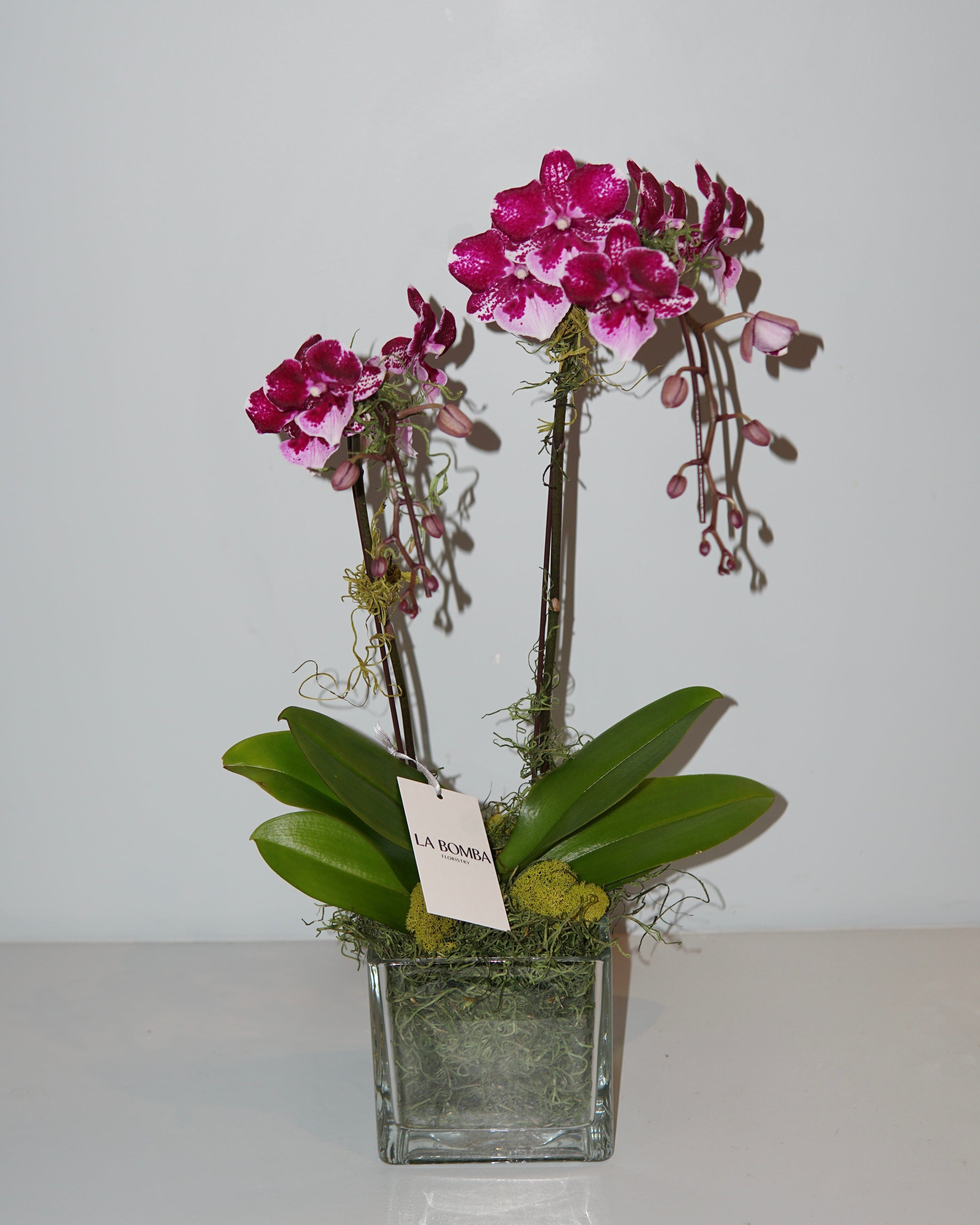 La Bomba Floristry Glass PHALAENOPSIS ORCHID POTTED (PURPLE) La Bomba Floristry Vancouver Canada PHALAENOPSIS ORCHID POTTED (PURPLE)