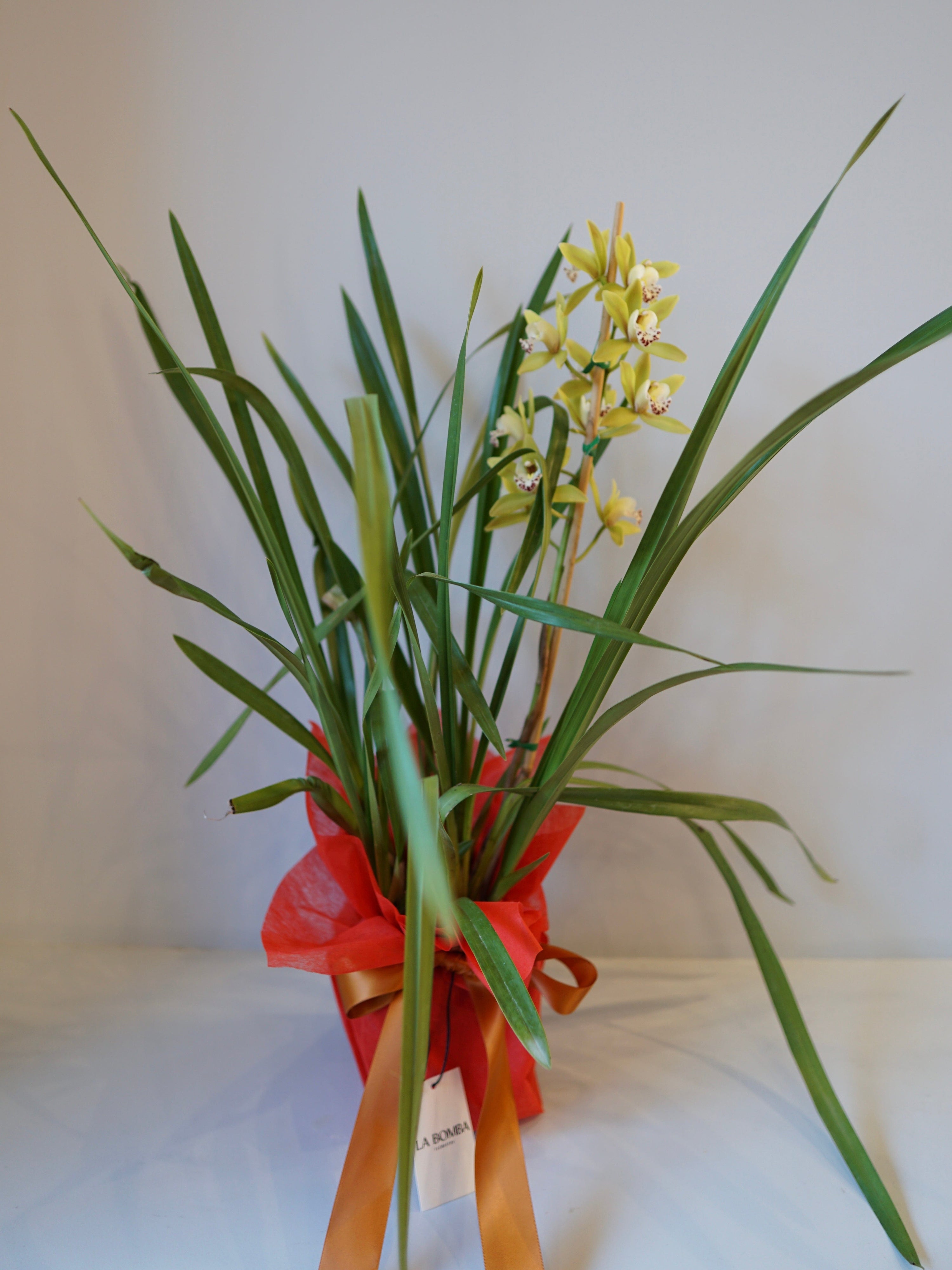 La Bomba Floristry Green Cymbidium Orchid Potted La Bomba Floristry Vancouver Canada Cymbidium Orchid Potted