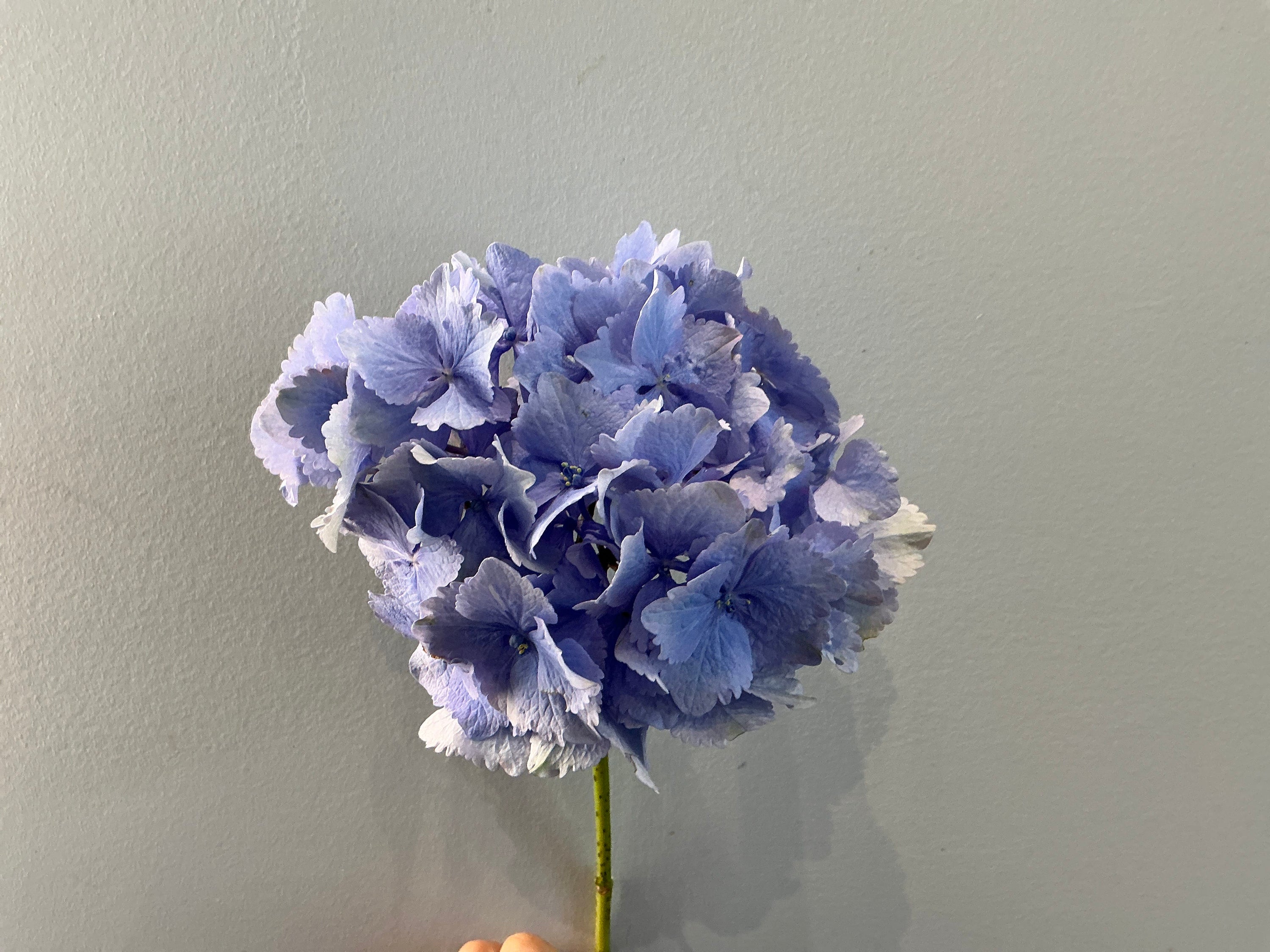 La Bomba Floristry Hydrangea - Light Blue La Bomba Floristry Vancouver Canada Hydrangea - Light Blue