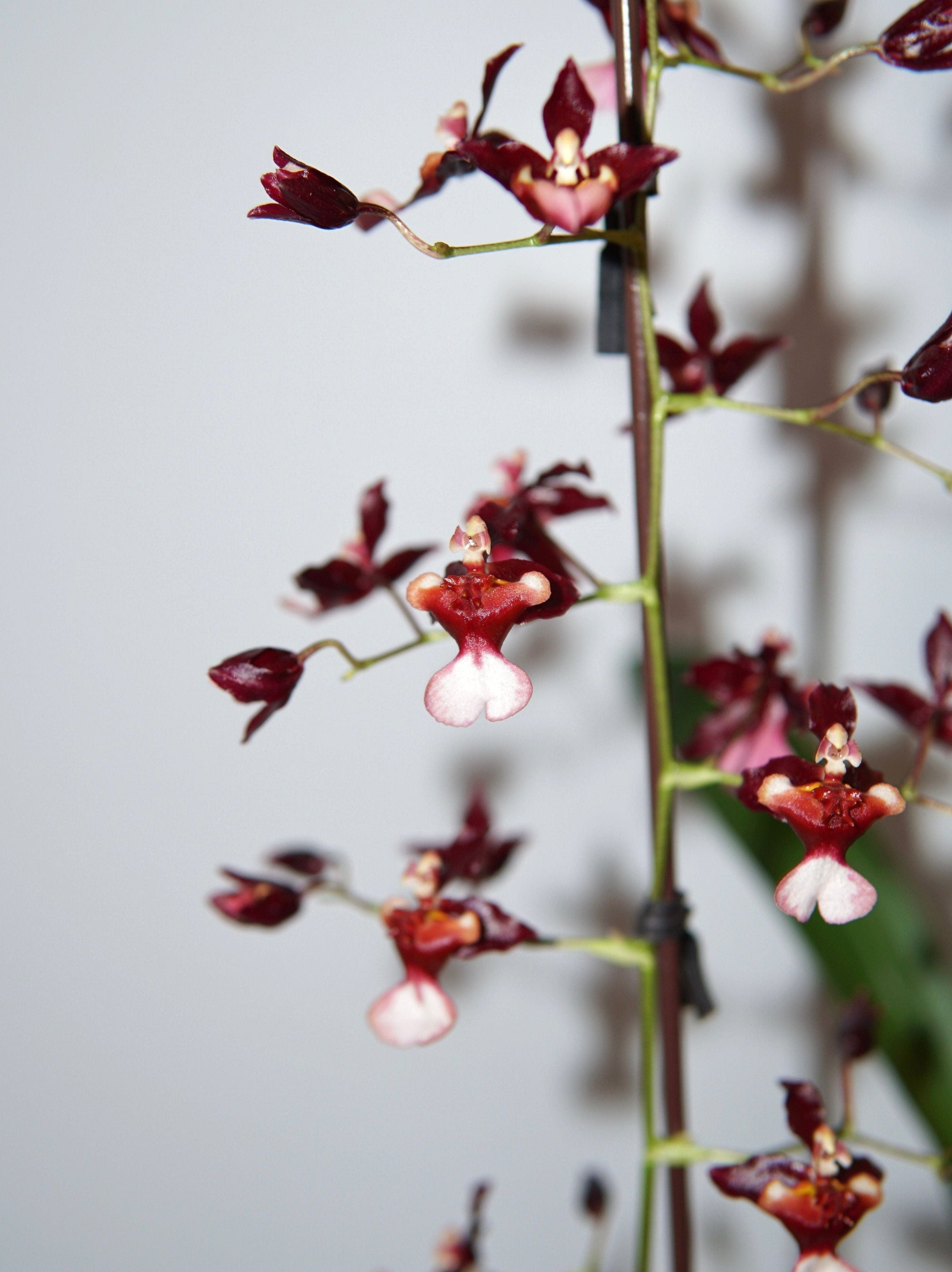 La Bomba Floristry Oncidium Orchid Potted La Bomba Floristry Vancouver Canada Oncidium Orchid Potted
