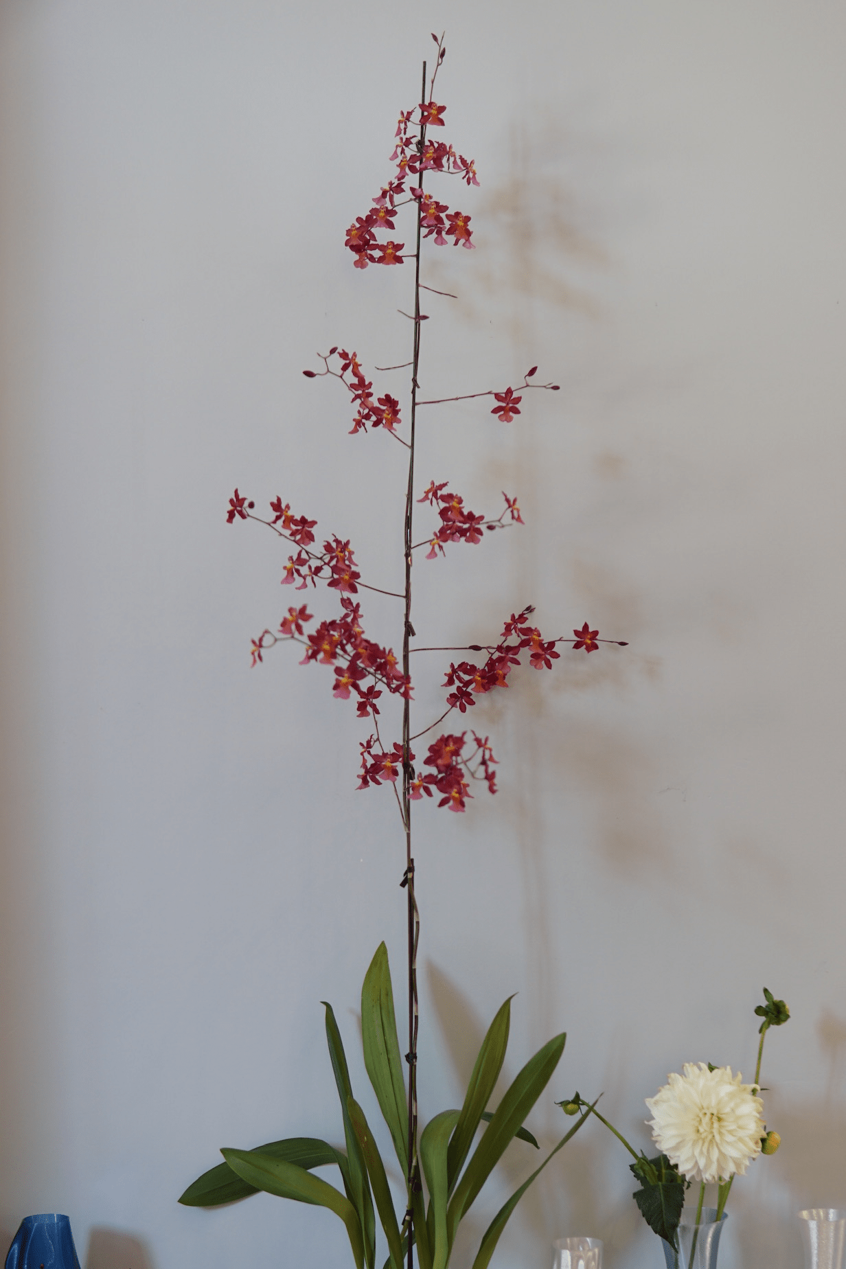 La Bomba Floristry Oncidium Orchid Potted La Bomba Floristry Vancouver Canada Oncidium Orchid Potted