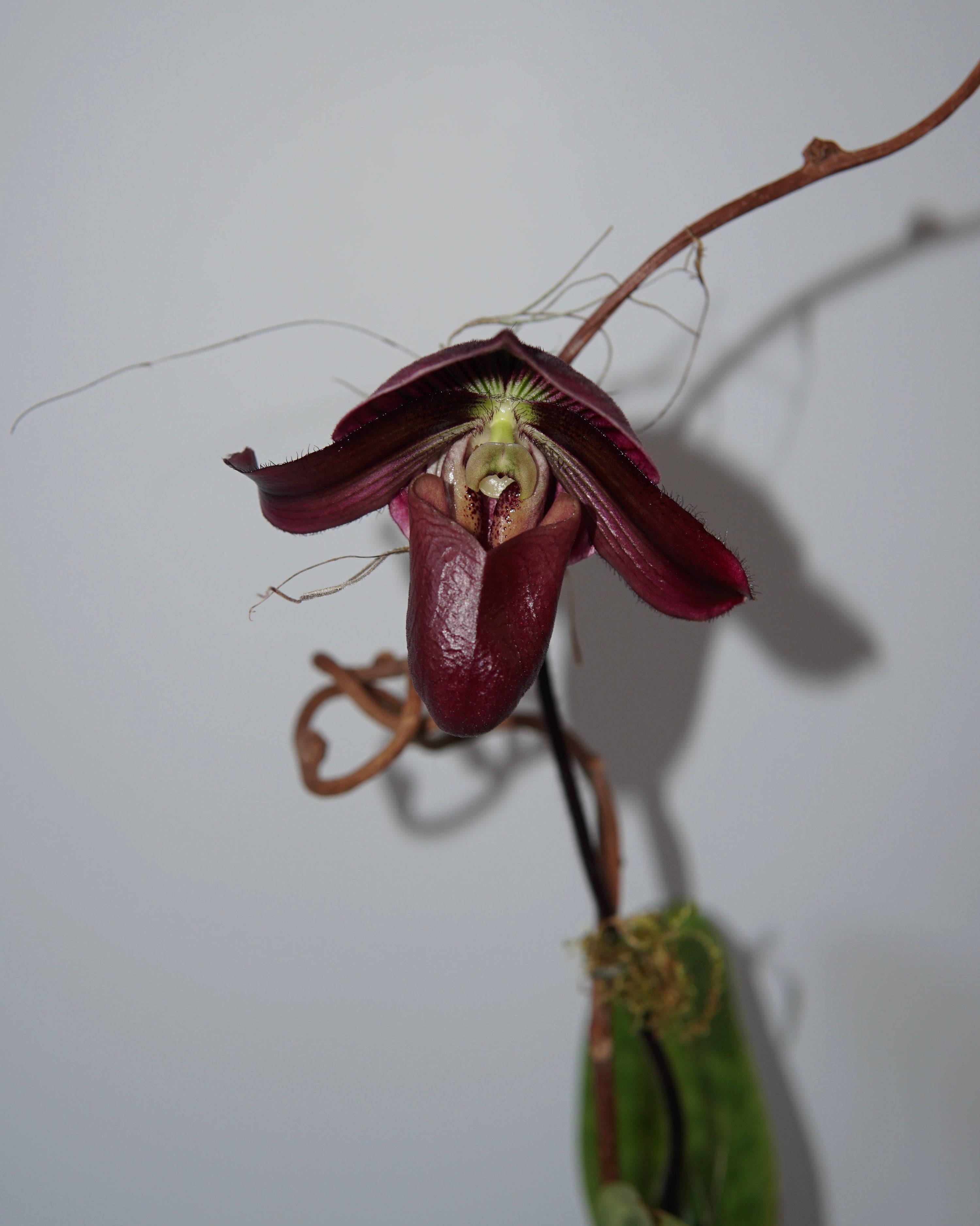 La Bomba Floristry Paphiopedilum orchid potted - black pot La Bomba Floristry Vancouver Canada Paphiopedilum orchid potted - black pot