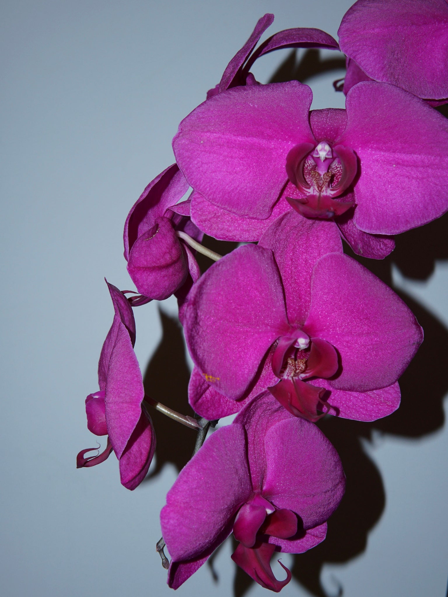 La Bomba Floristry Pink Phaleonopsis Orchid - Potted La Bomba Floristry Vancouver Canada