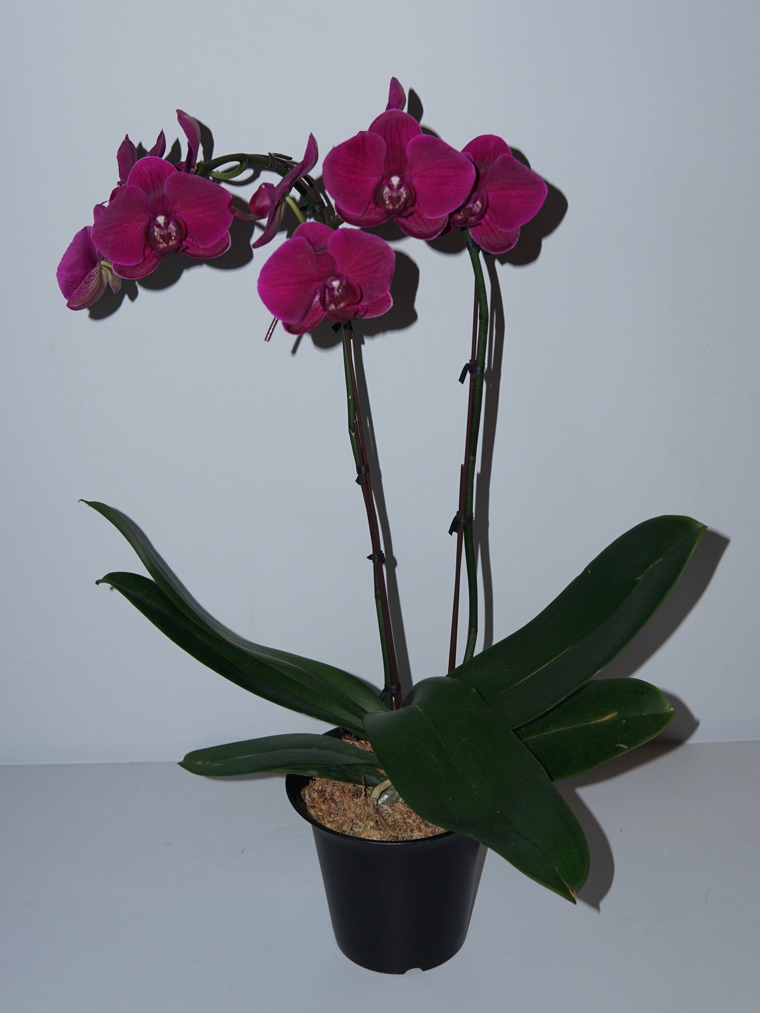 La Bomba Floristry Pink Phaleonopsis Orchid Two Stems - Potted La Bomba Floristry Vancouver Canada