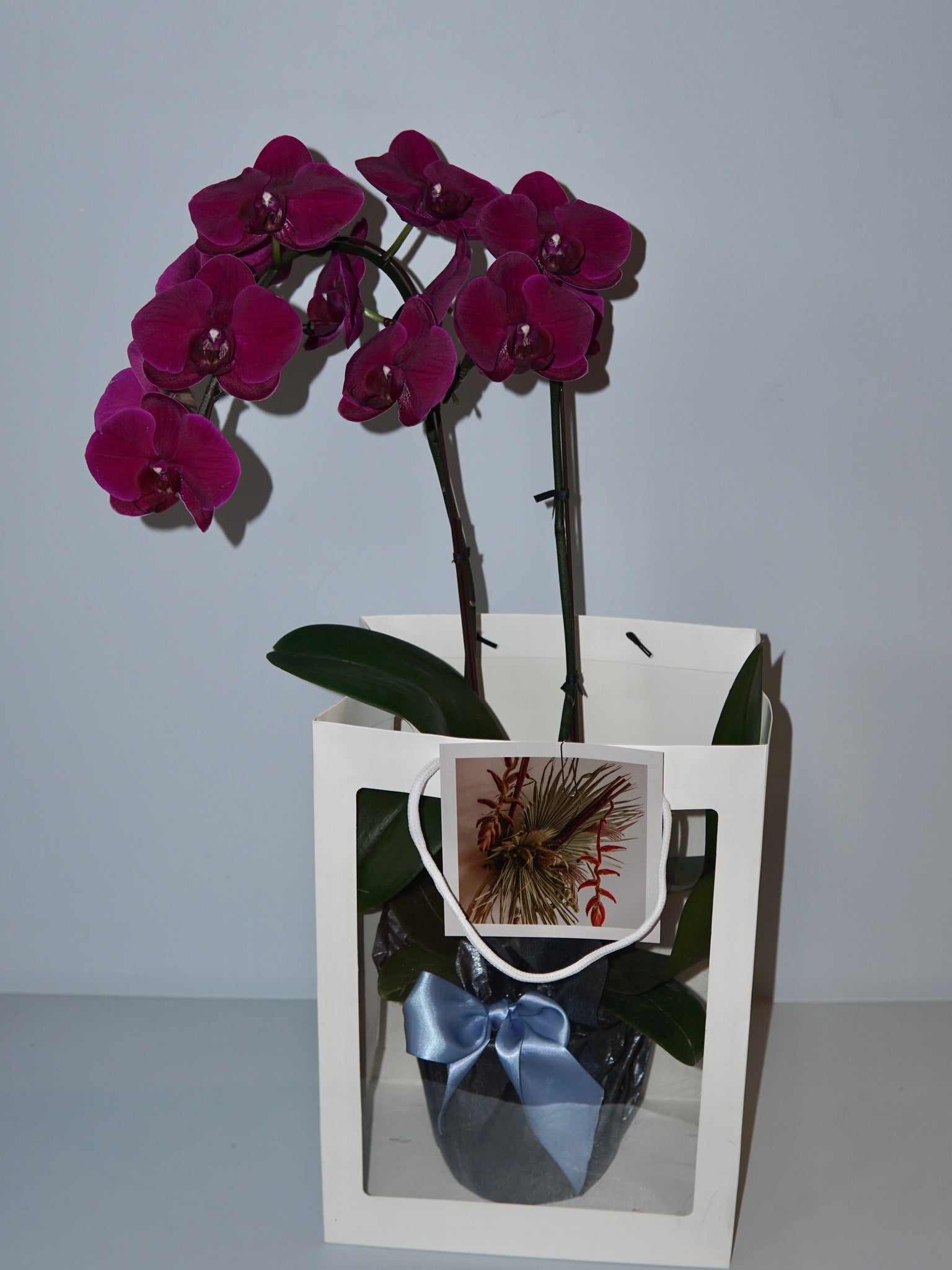 La Bomba Floristry Pink Phaleonopsis Orchid Two Stems - Potted La Bomba Floristry Vancouver Canada