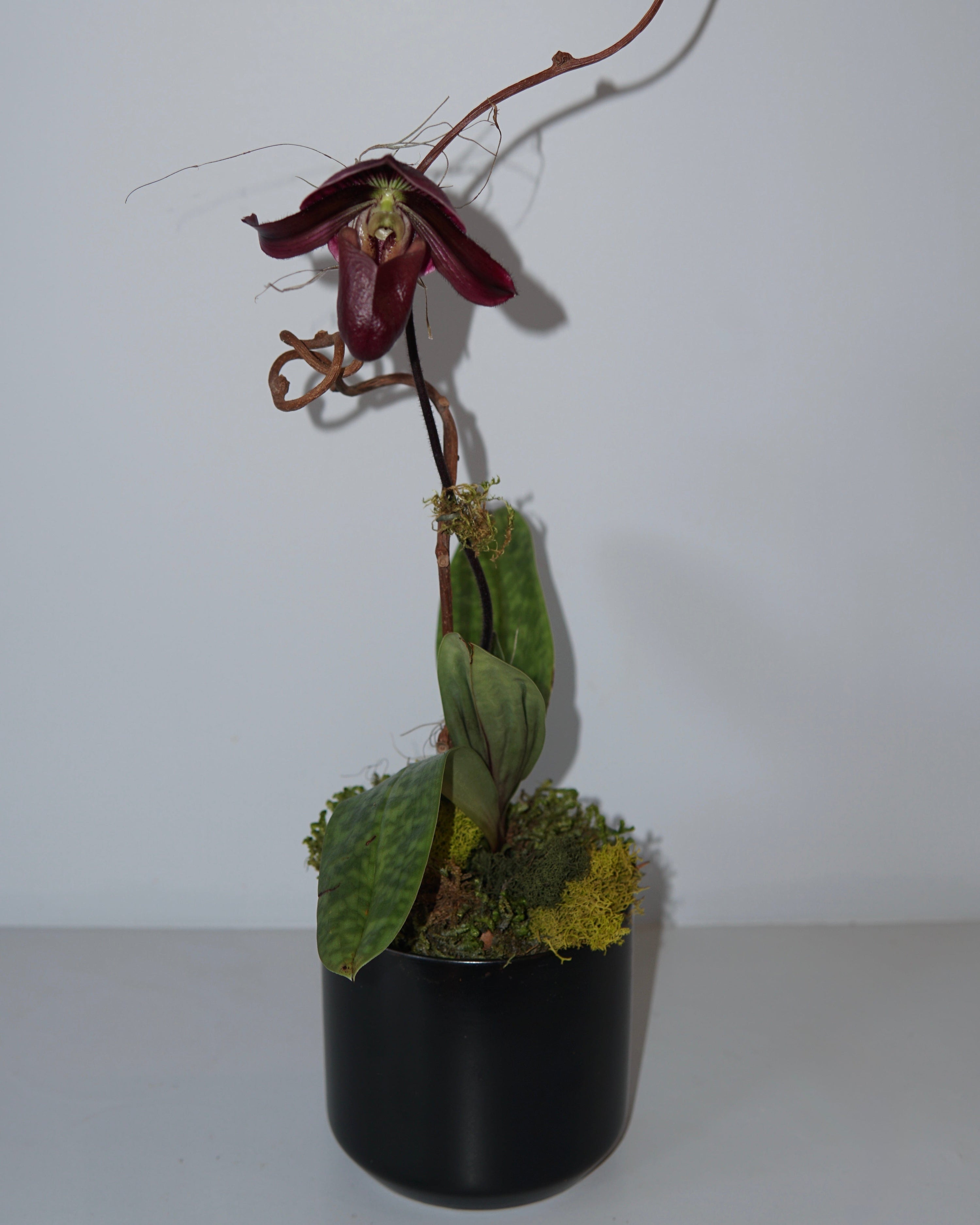 La Bomba Floristry Pot 2 Paphiopedilum orchid potted - black pot La Bomba Floristry Vancouver Canada Paphiopedilum orchid potted - black pot