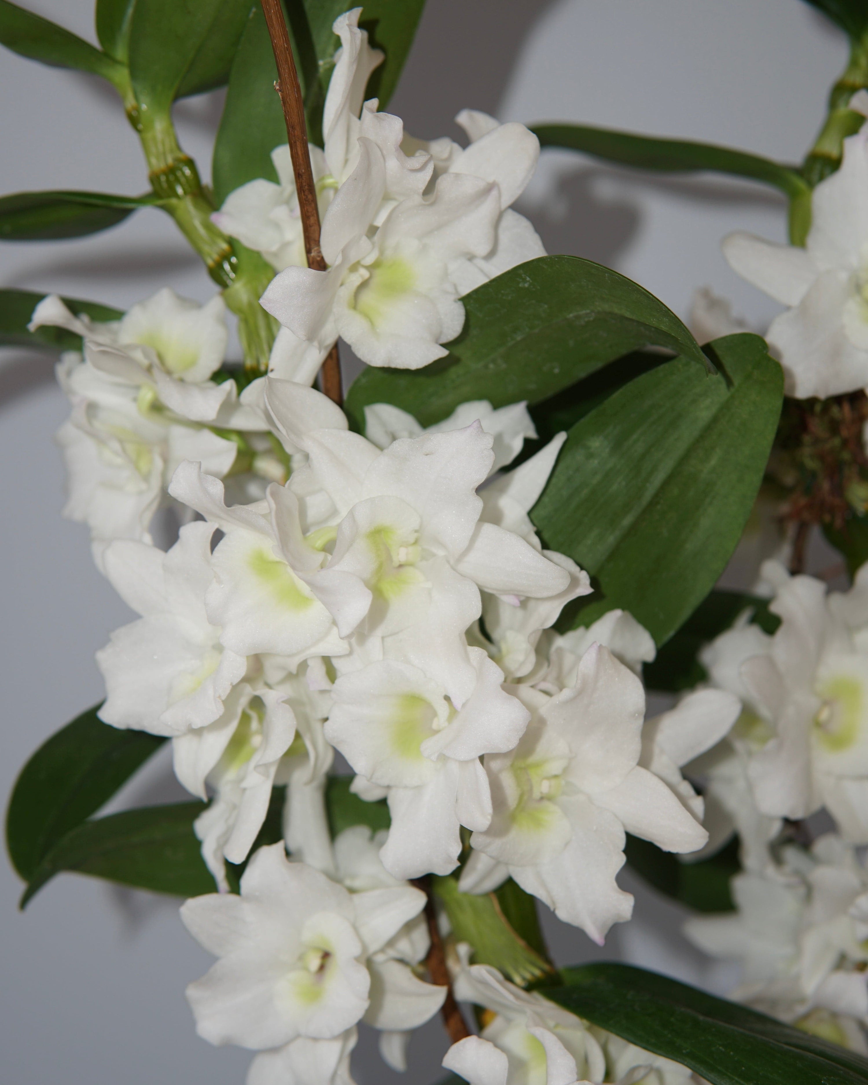 La Bomba Floristry Potted Dendrobium Orchid (Black Pot) La Bomba Floristry Vancouver Canada Potted Dendrobium Orchid (Black Pot)