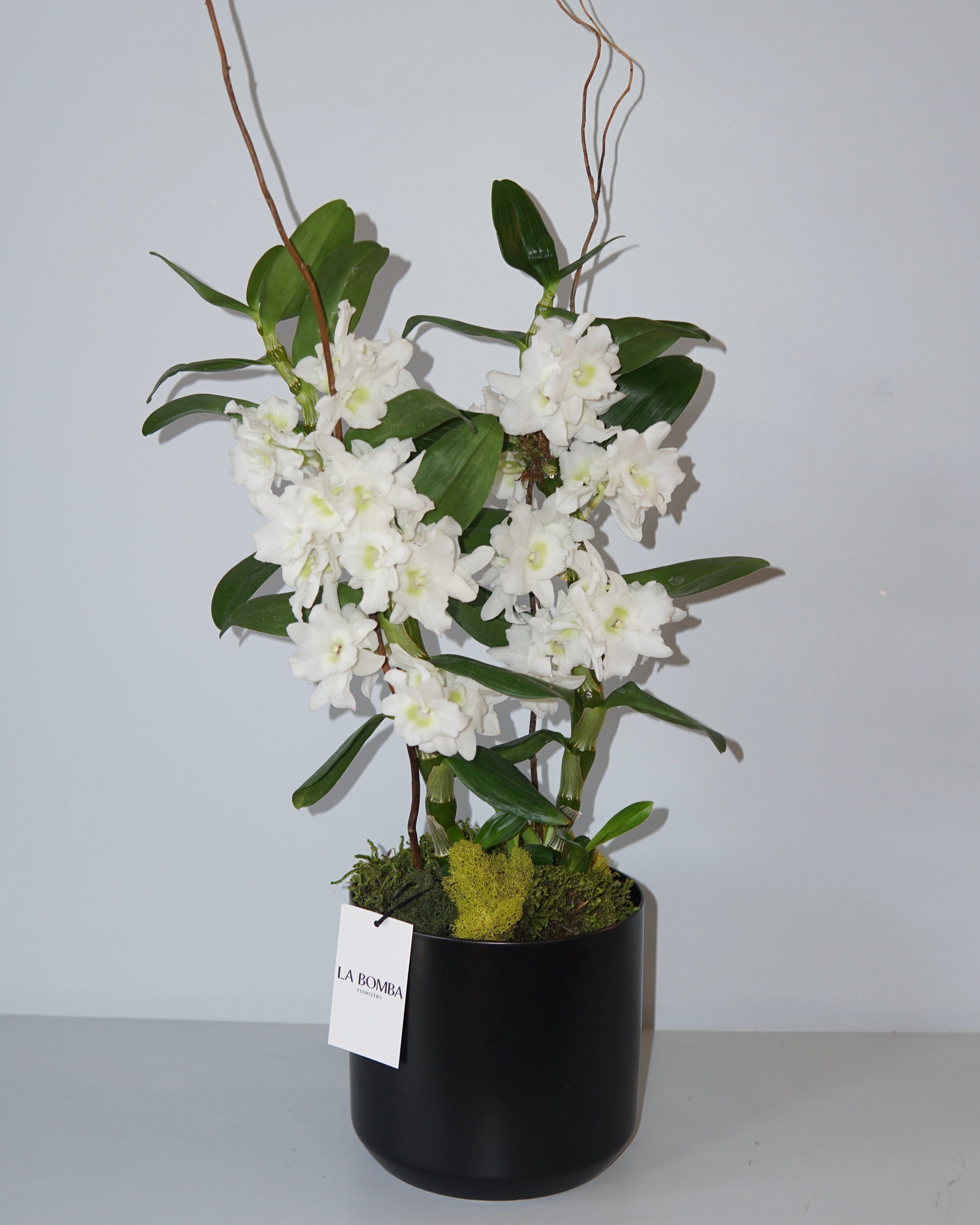 La Bomba Floristry Potted Dendrobium Orchid (Black Pot) La Bomba Floristry Vancouver Canada Potted Dendrobium Orchid (Black Pot)