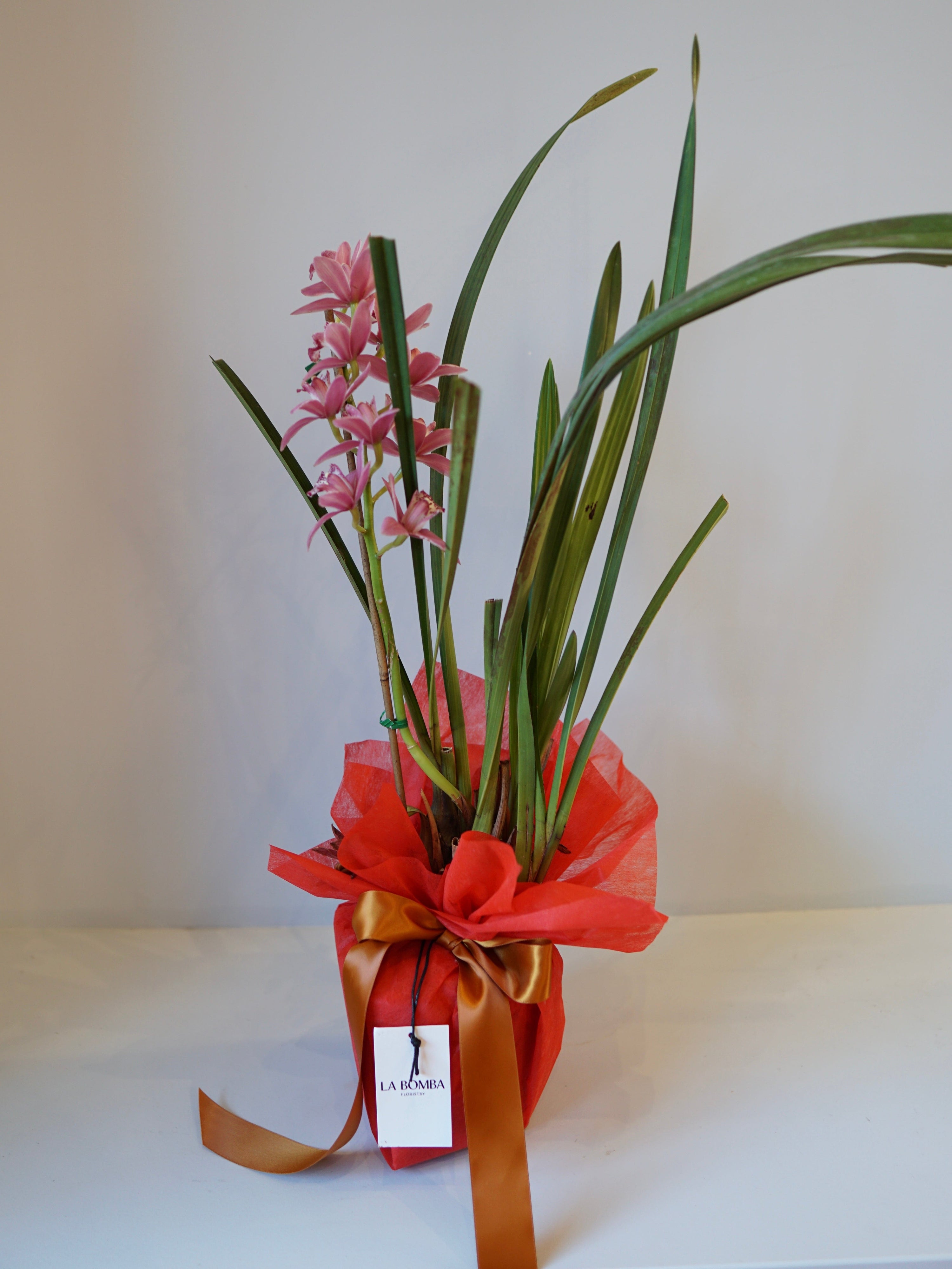 La Bomba Floristry Purple Cymbidium Orchid Potted La Bomba Floristry Vancouver Canada Cymbidium Orchid Potted