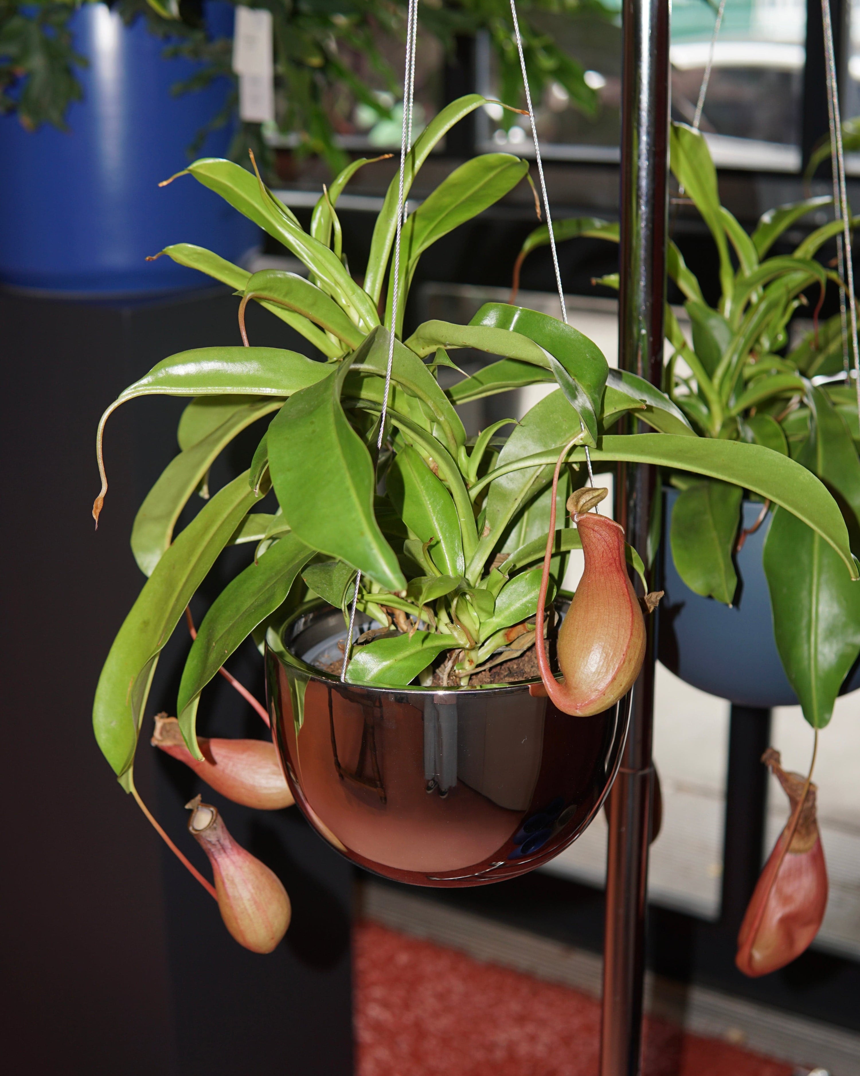 La Bomba Floristry Silver Paphiopedilum orchid potted - black pot La Bomba Floristry Vancouver Canada Paphiopedilum orchid potted - black pot