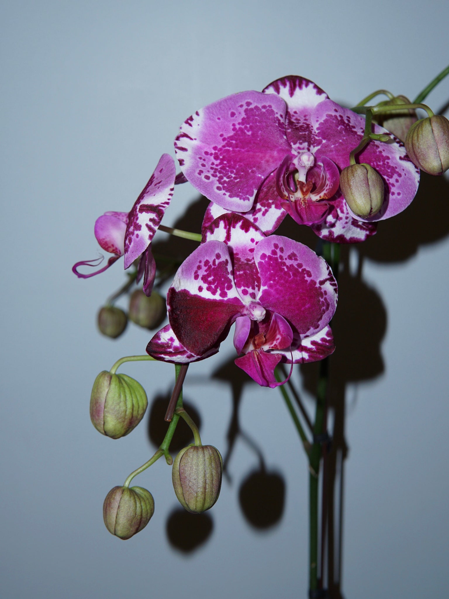 La Bomba Floristry Spotted Pink Phaleonopsis Orchid - Potted La Bomba Floristry Vancouver Canada
