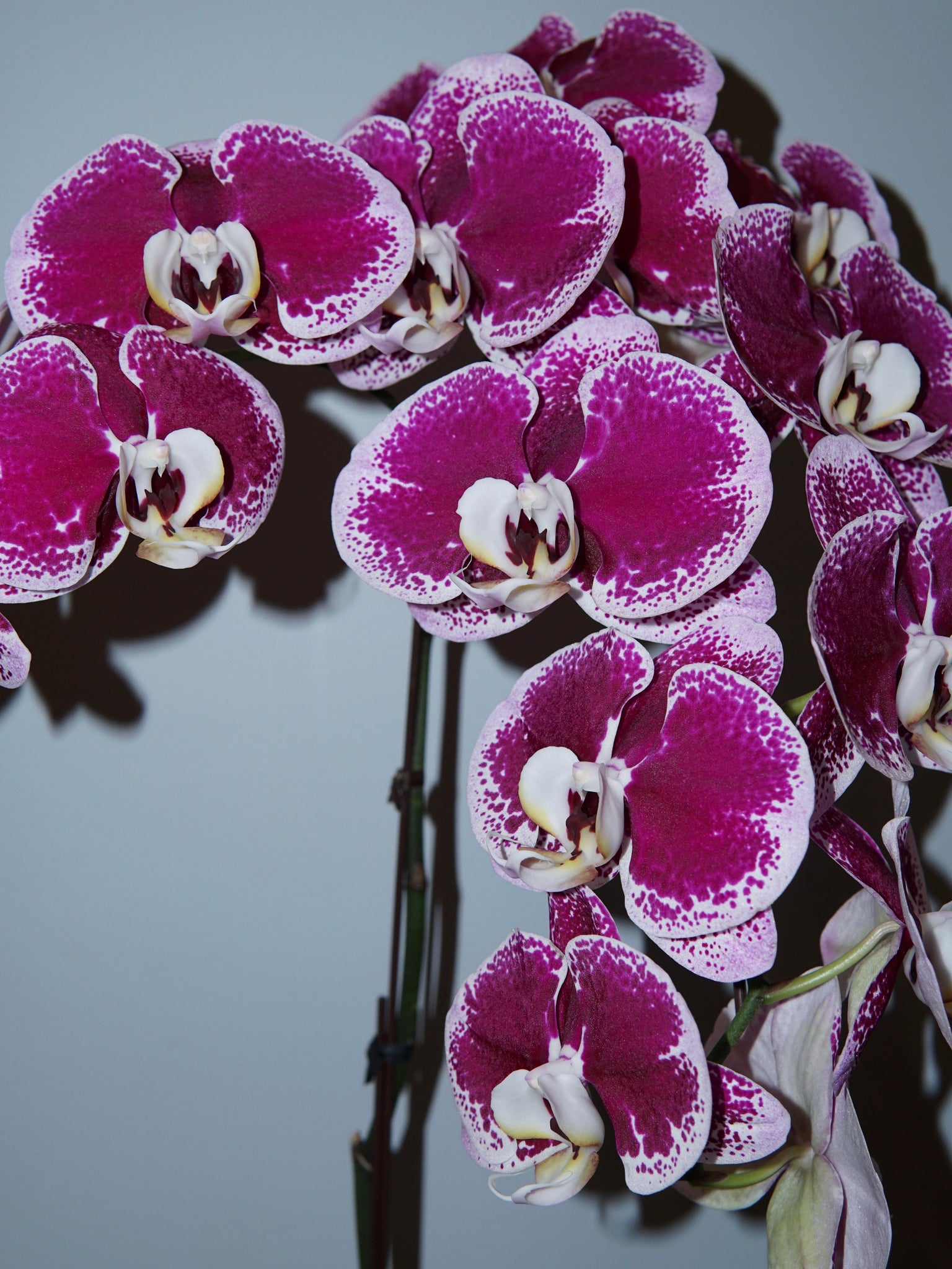 La Bomba Floristry Spotted Pink Phaleonopsis Orchid - Potted La Bomba Floristry Vancouver Canada